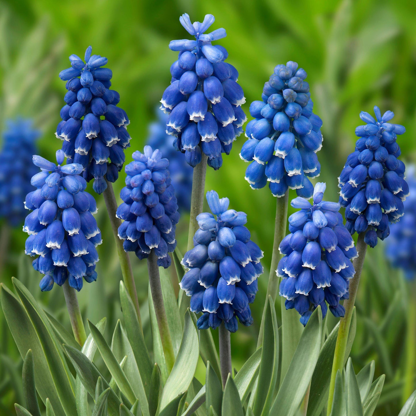 Skylight Mix Grape Hyacinth - PreOrder