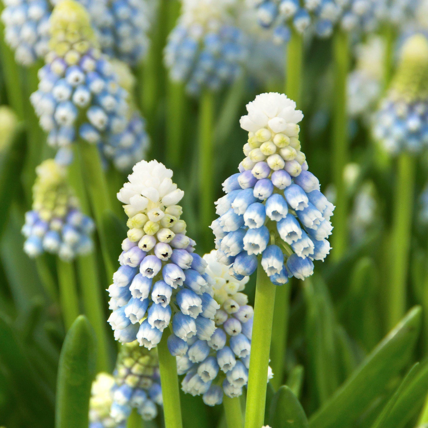 Skylight Mix Grape Hyacinth - PreOrder