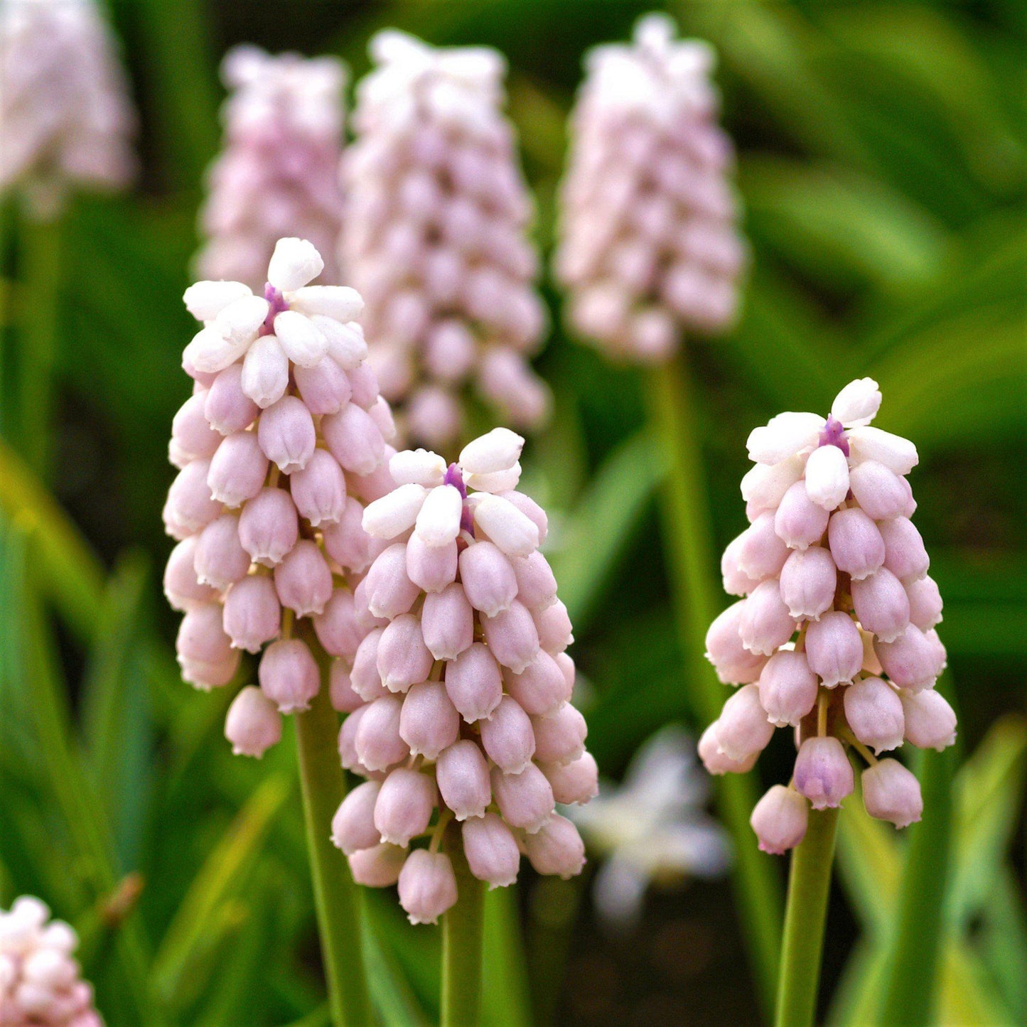 Pink Surprise Grape Hyacinth - PreOrder