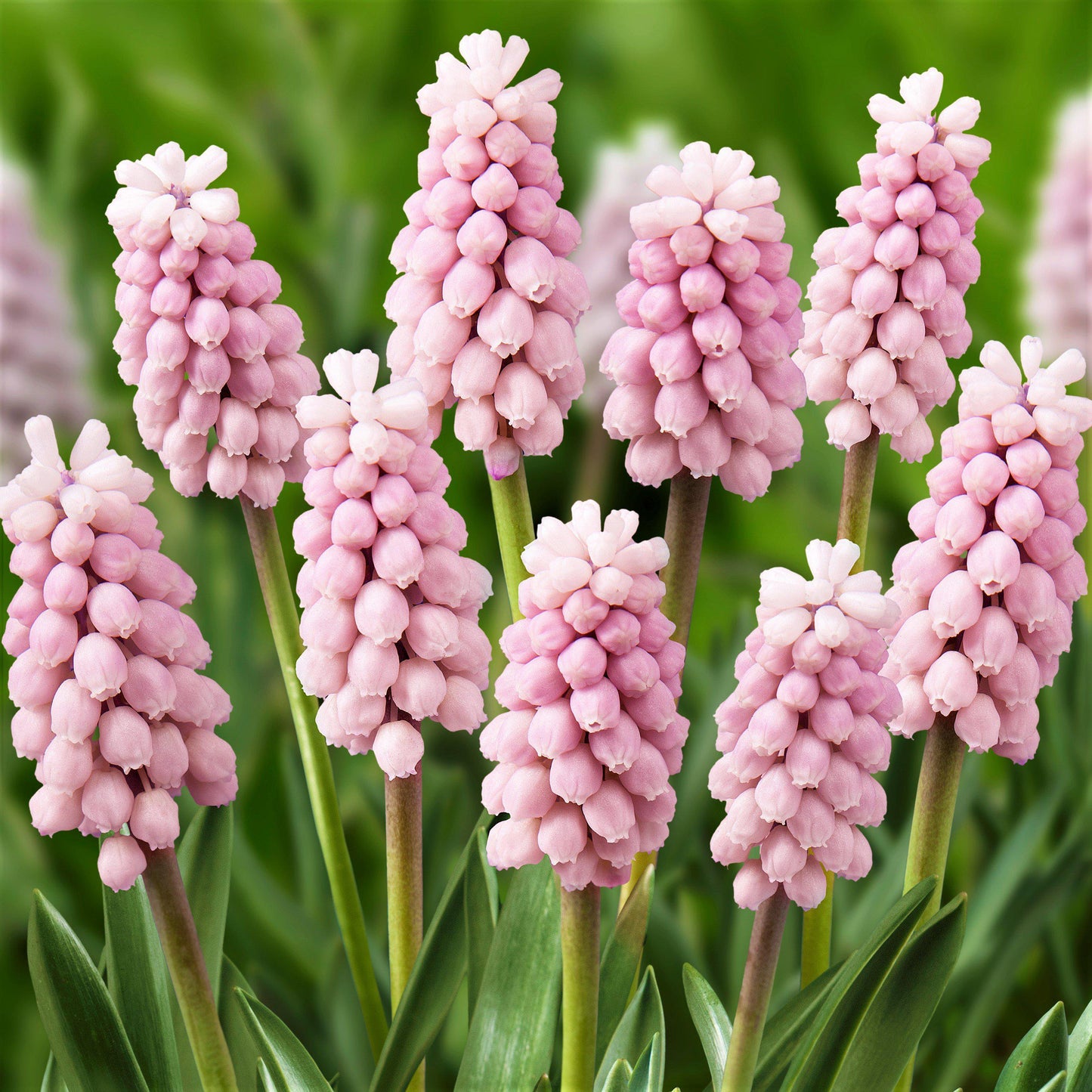 Skylight Mix Grape Hyacinth - PreOrder