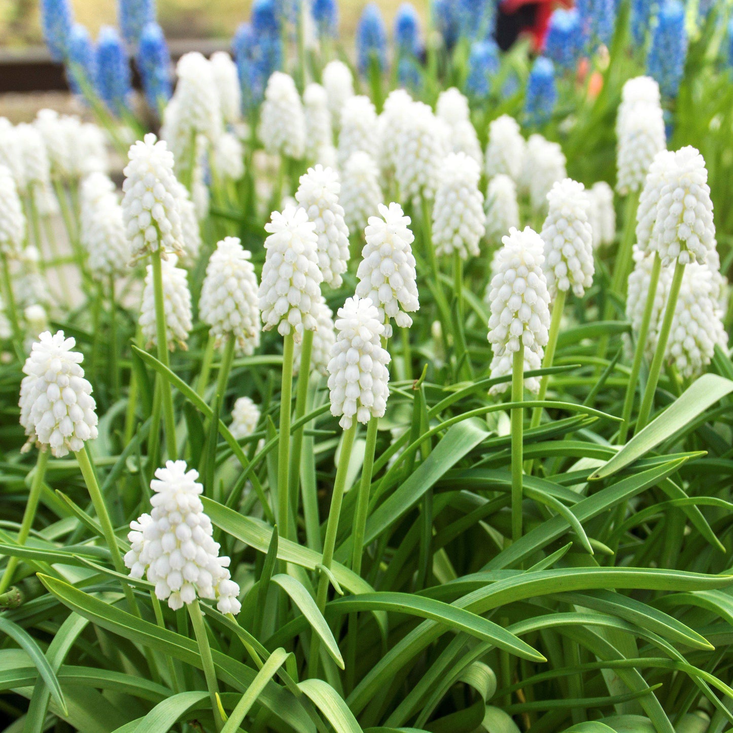 Siberian Tiger Grape Hyacinth - PreOrder