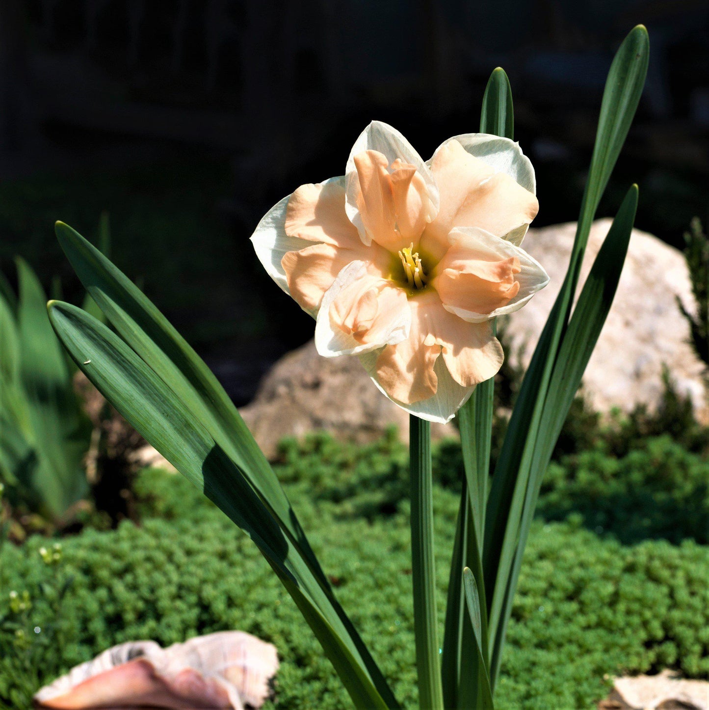 Apricot Whirl Daffodil - PreOrder