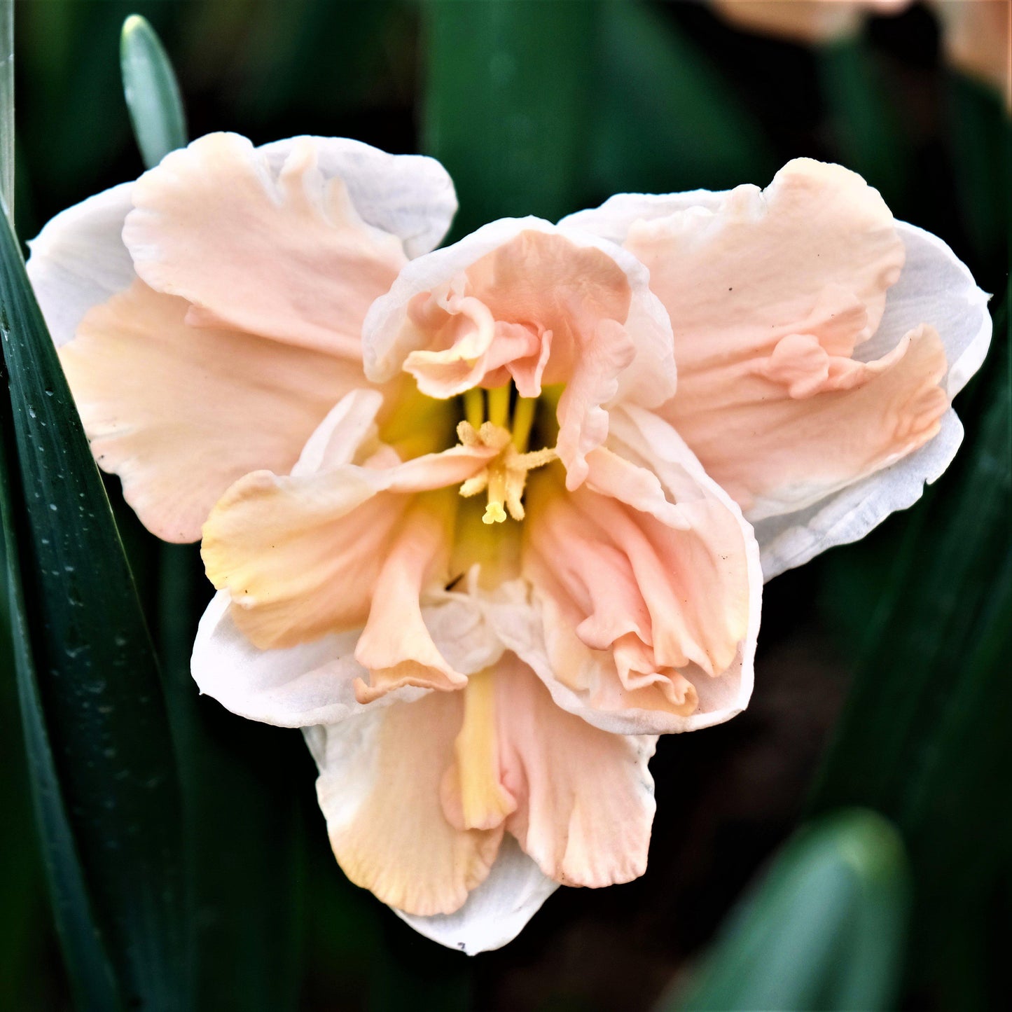 Apricot Whirl Daffodil - PreOrder