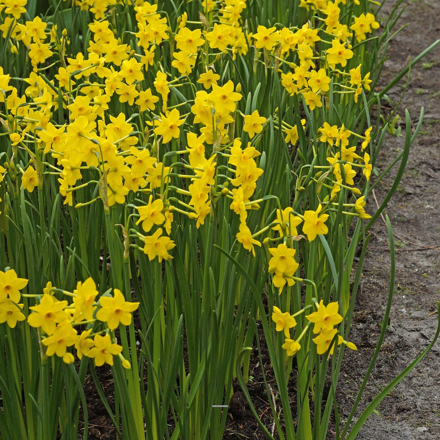 Baby Boomer Daffodil - PreOrder