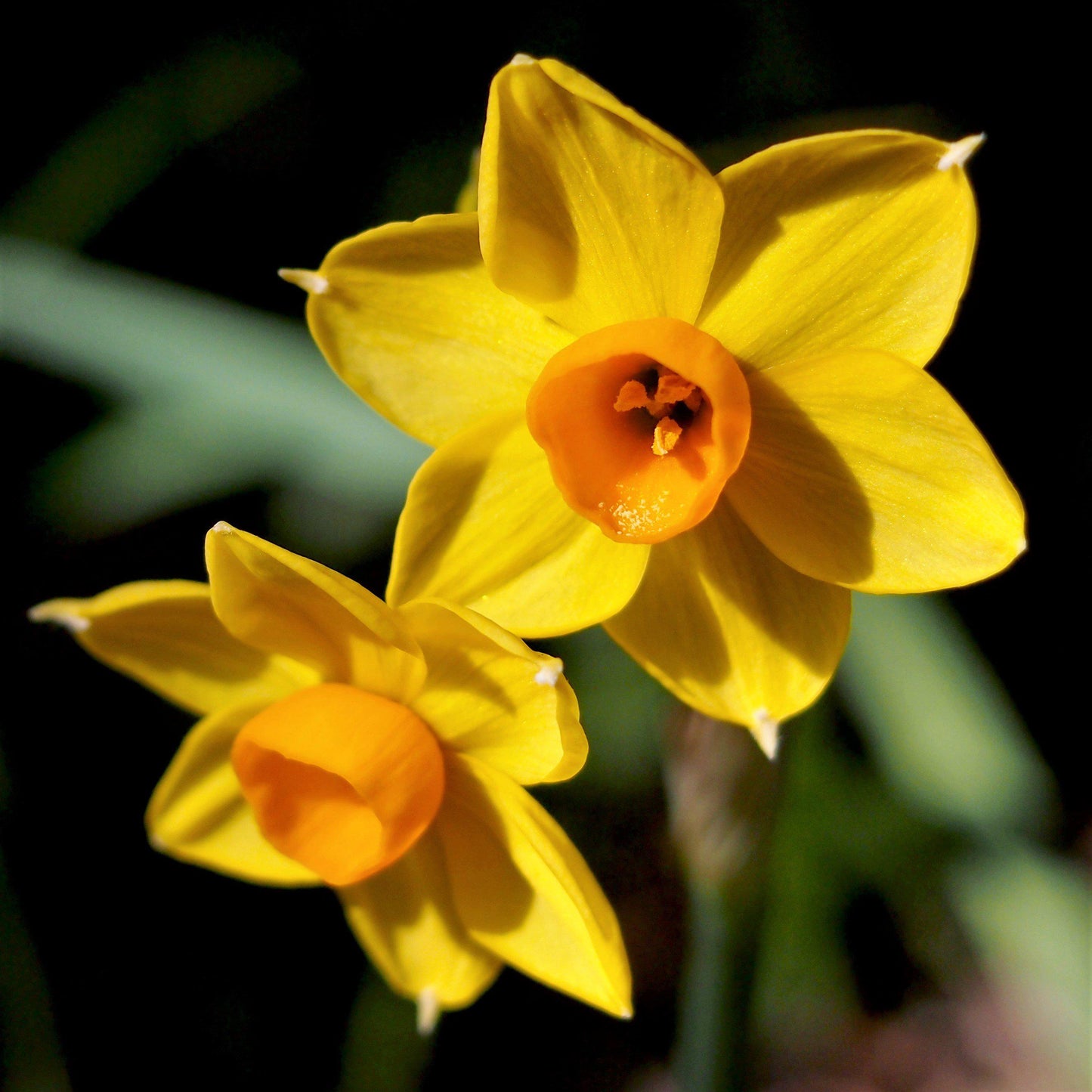 Baby Boomer Daffodil - PreOrder
