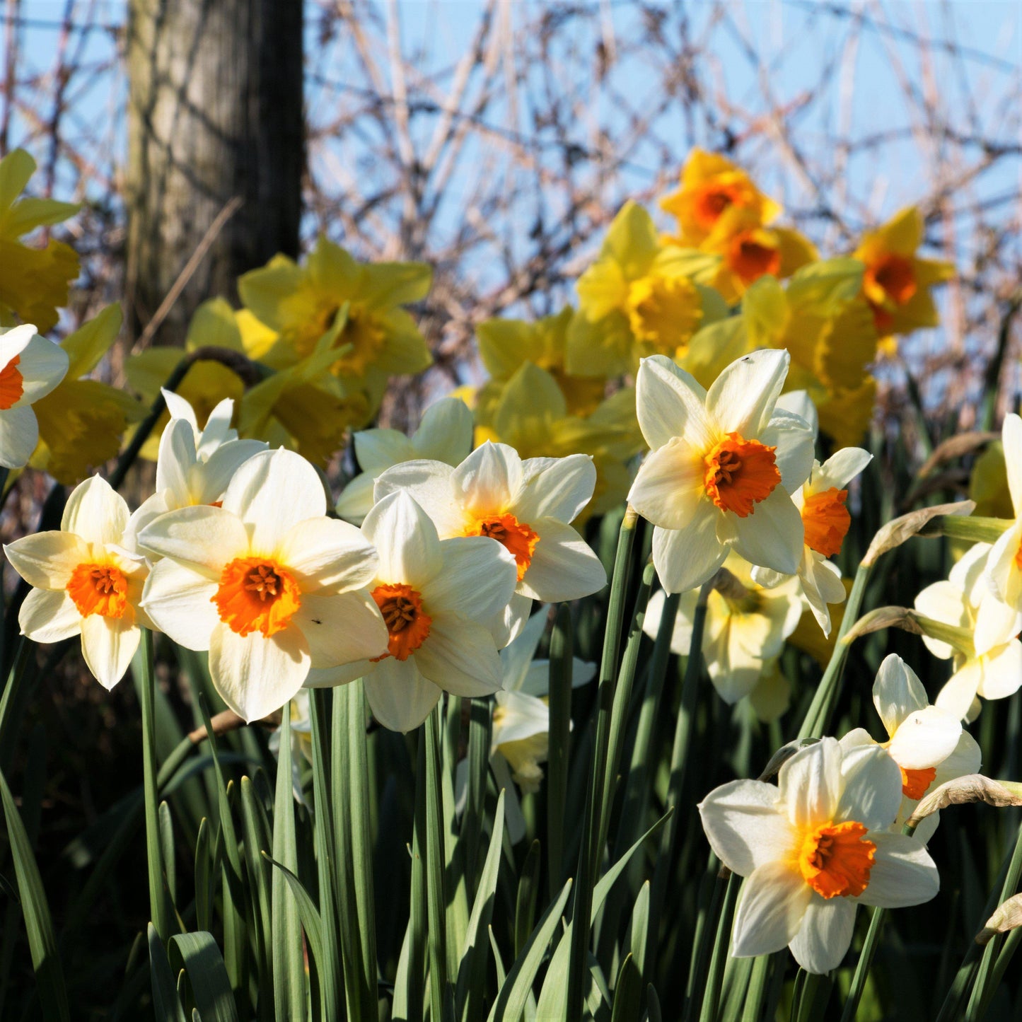 Barrett Browning Daffodil - PreOrder