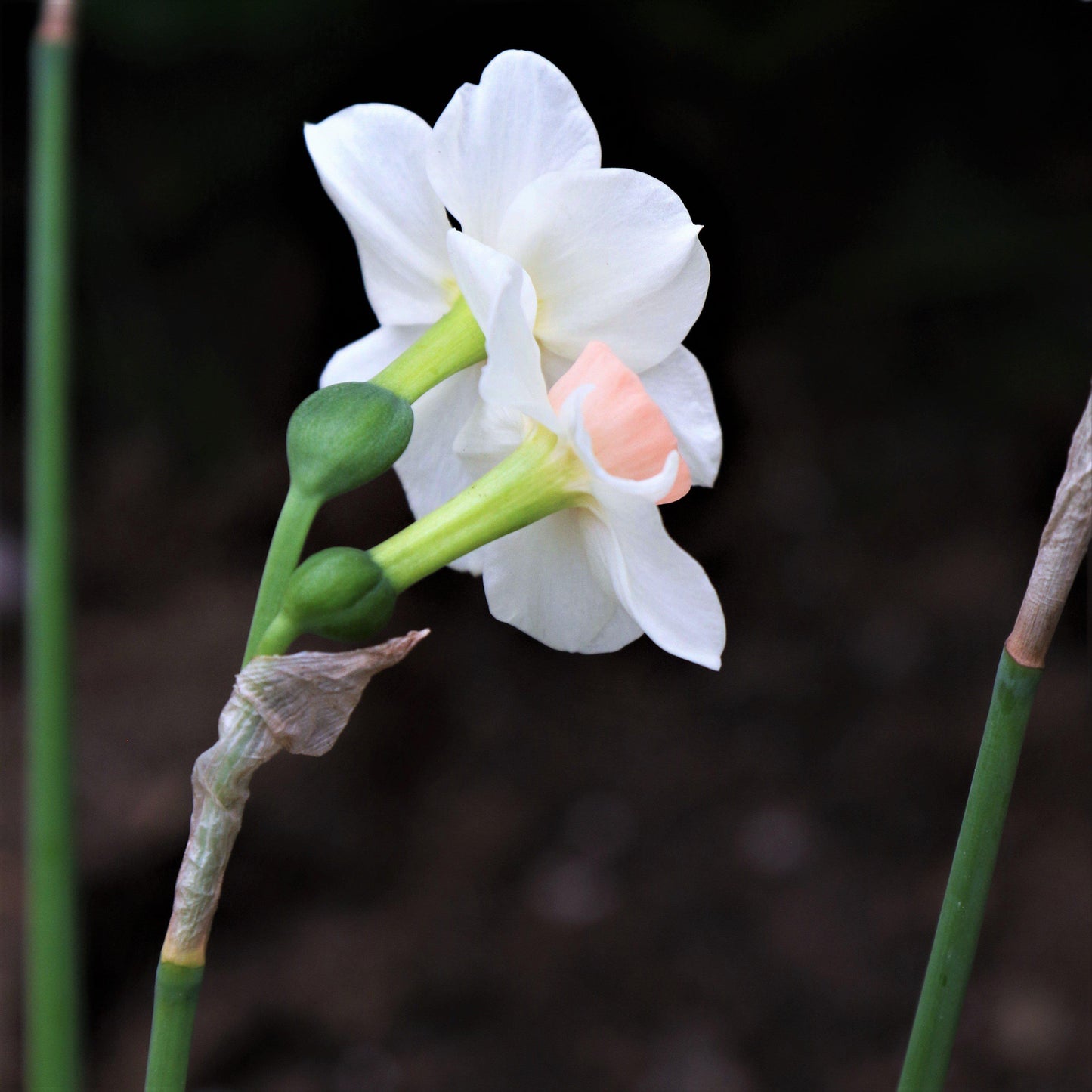 Bell Song Daffodil - PreOrder