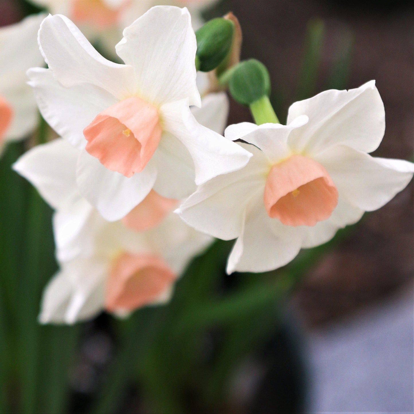 Bell Song Daffodil - PreOrder