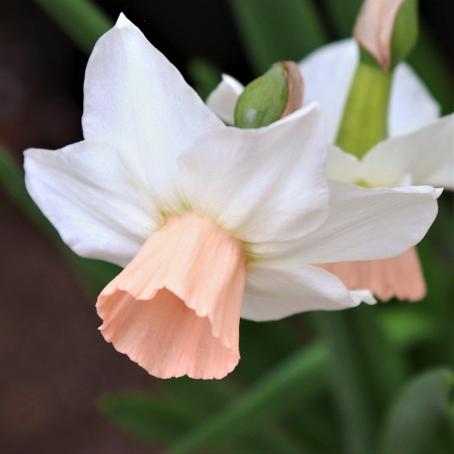 Bell Song Daffodil - PreOrder