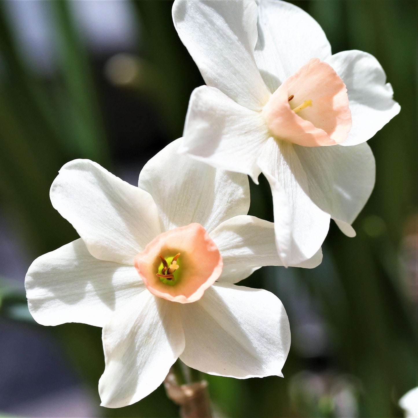 Bell Song Daffodil - PreOrder
