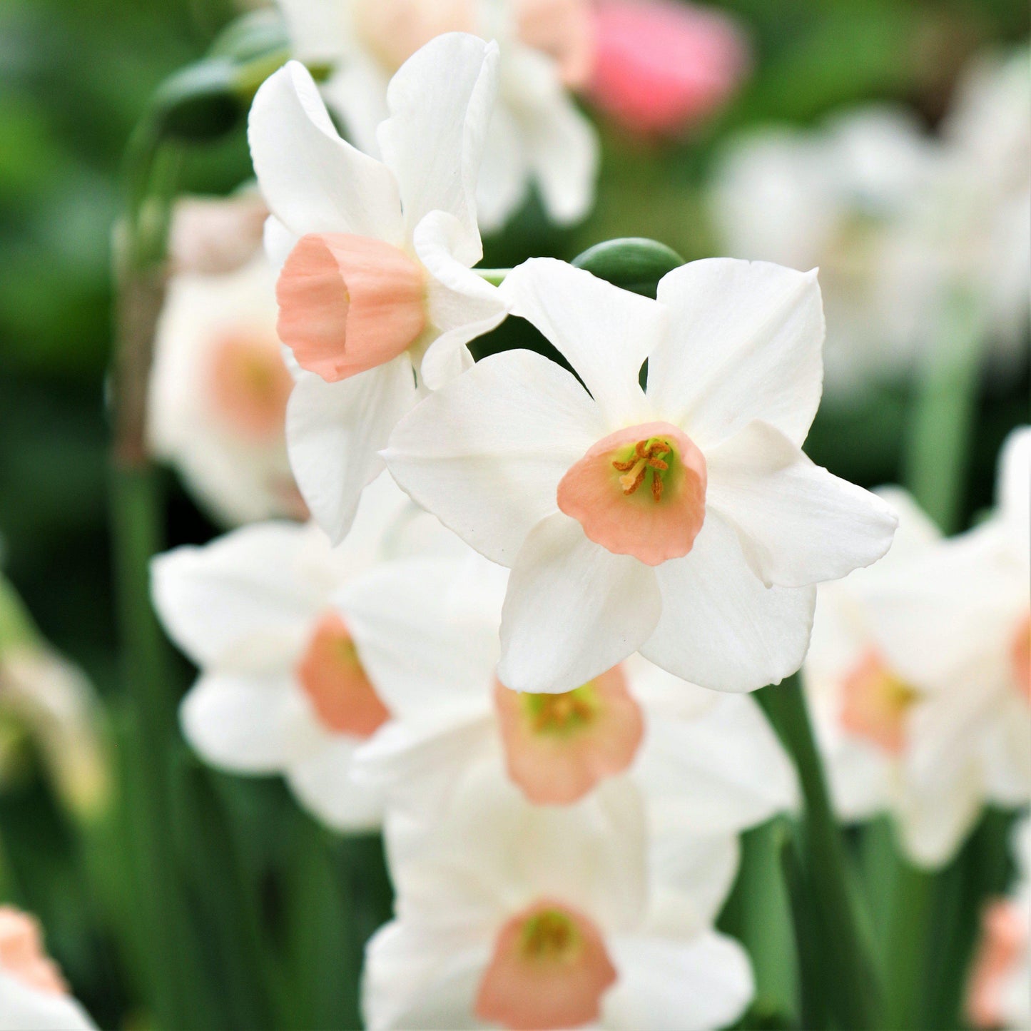 Bell Song Daffodil - PreOrder