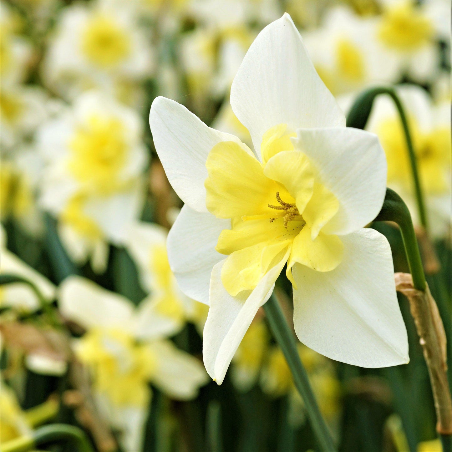 Bella Estrella Daffodil - PreOrder