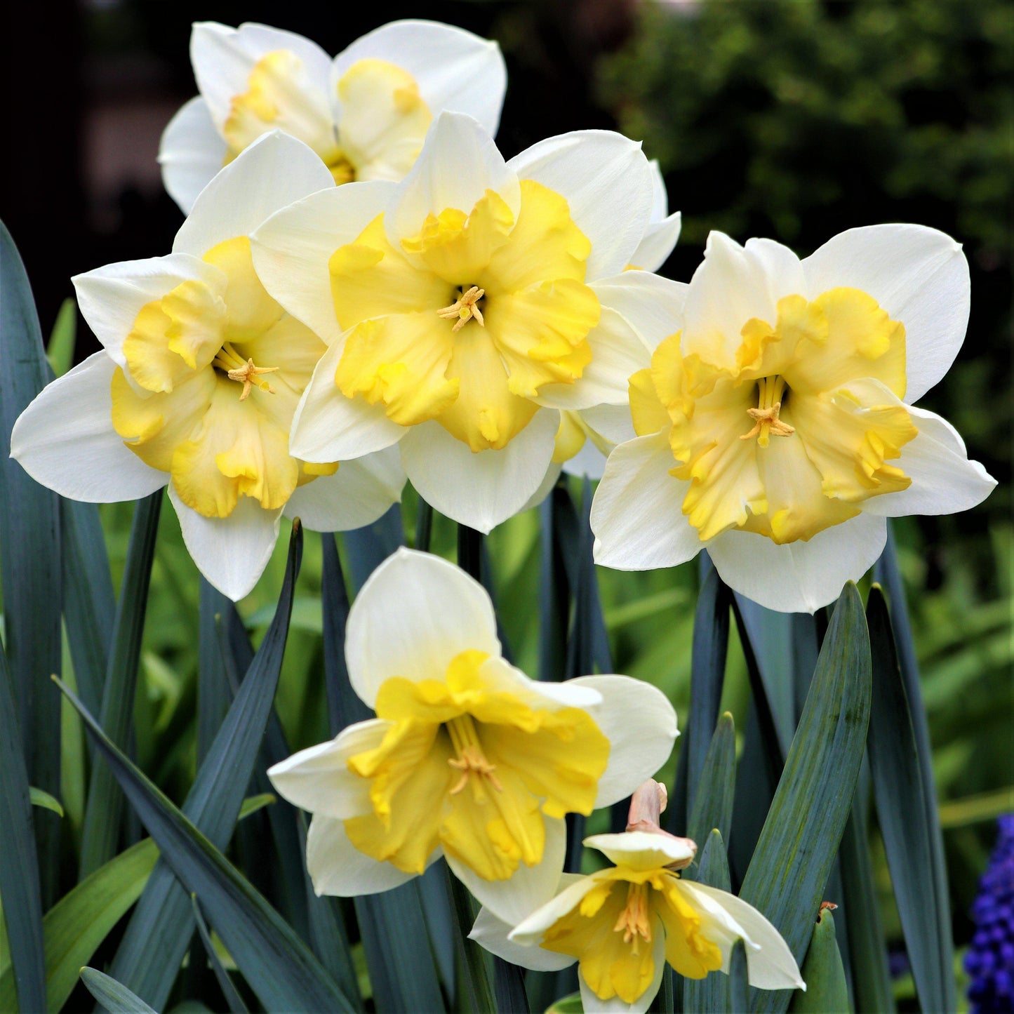 Bella Estrella Daffodil - PreOrder