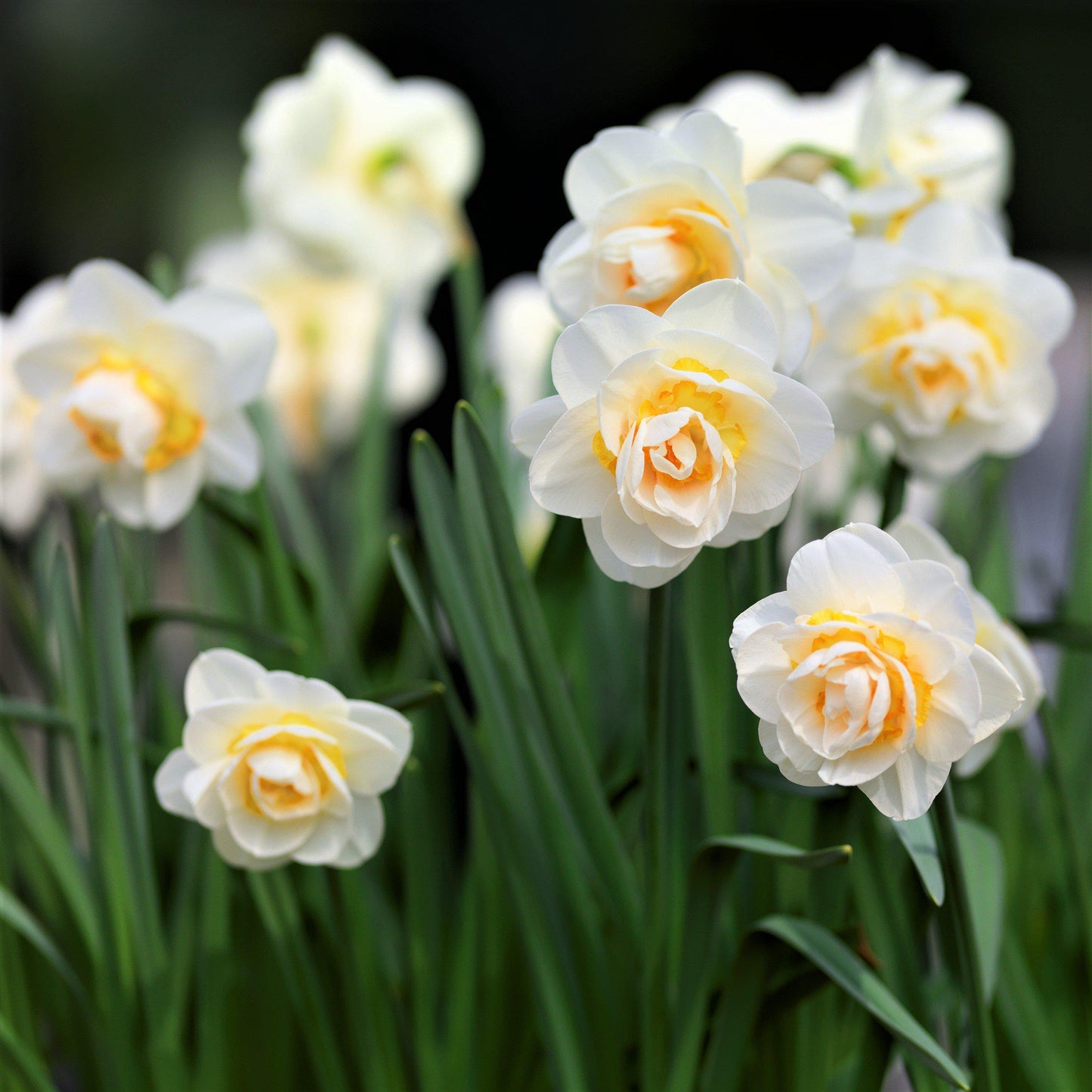 Bridal Crown Daffodil - PreOrder
