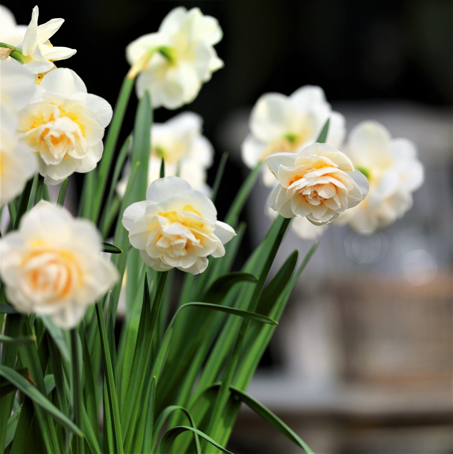 Bridal Crown Daffodil - PreOrder