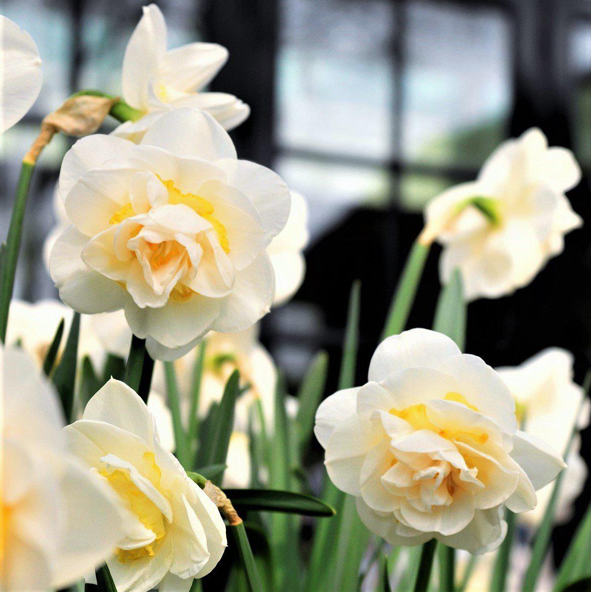 Bridal Crown Daffodil - PreOrder