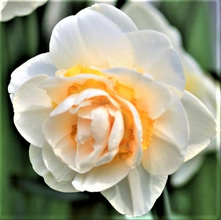 Bridal Crown Daffodil - PreOrder