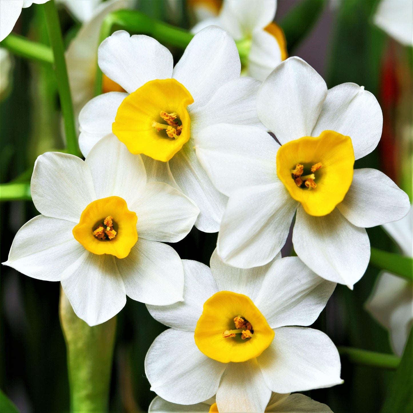 Narcissus - Daffodil Canaliculatus