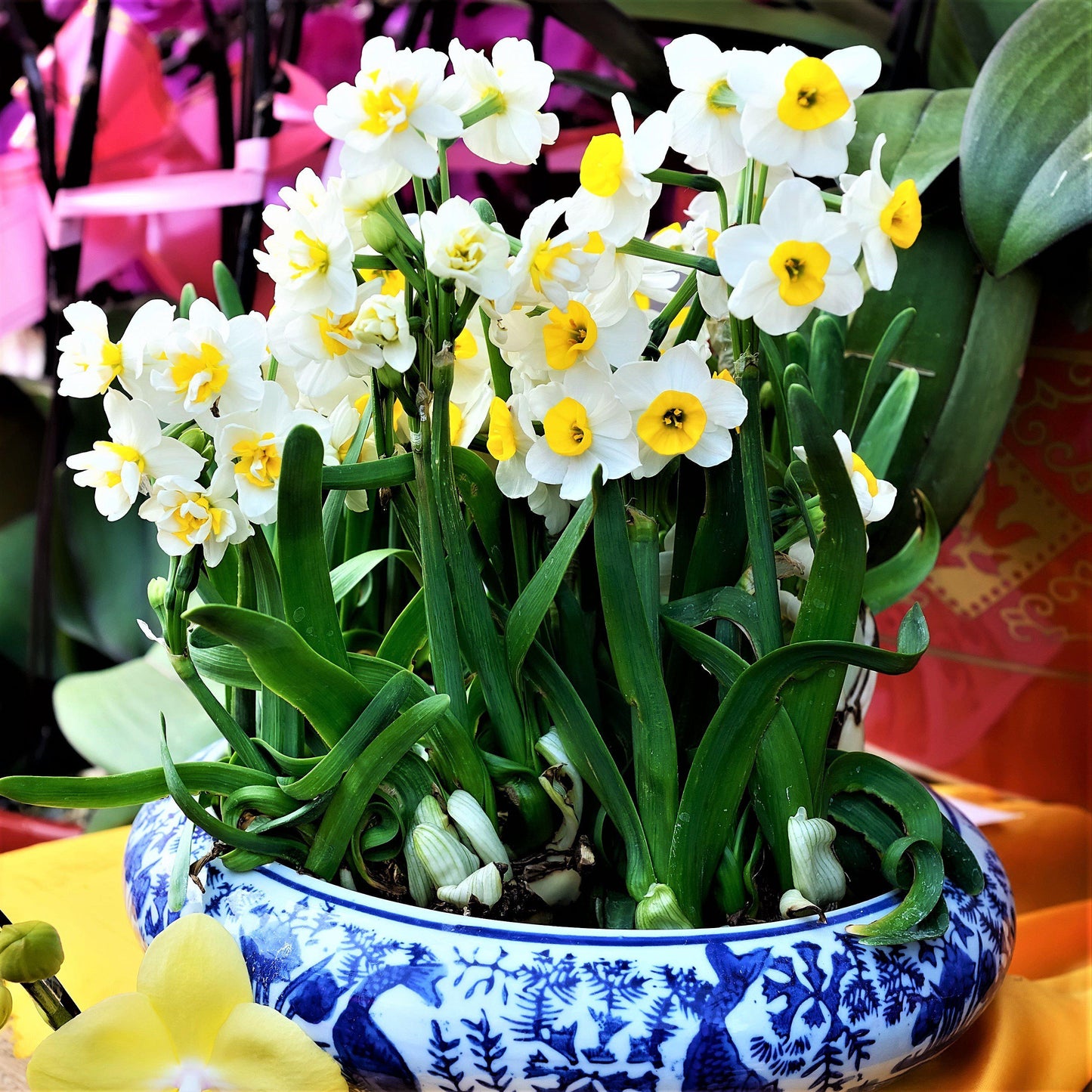 Narcissus - Daffodil Canaliculatus