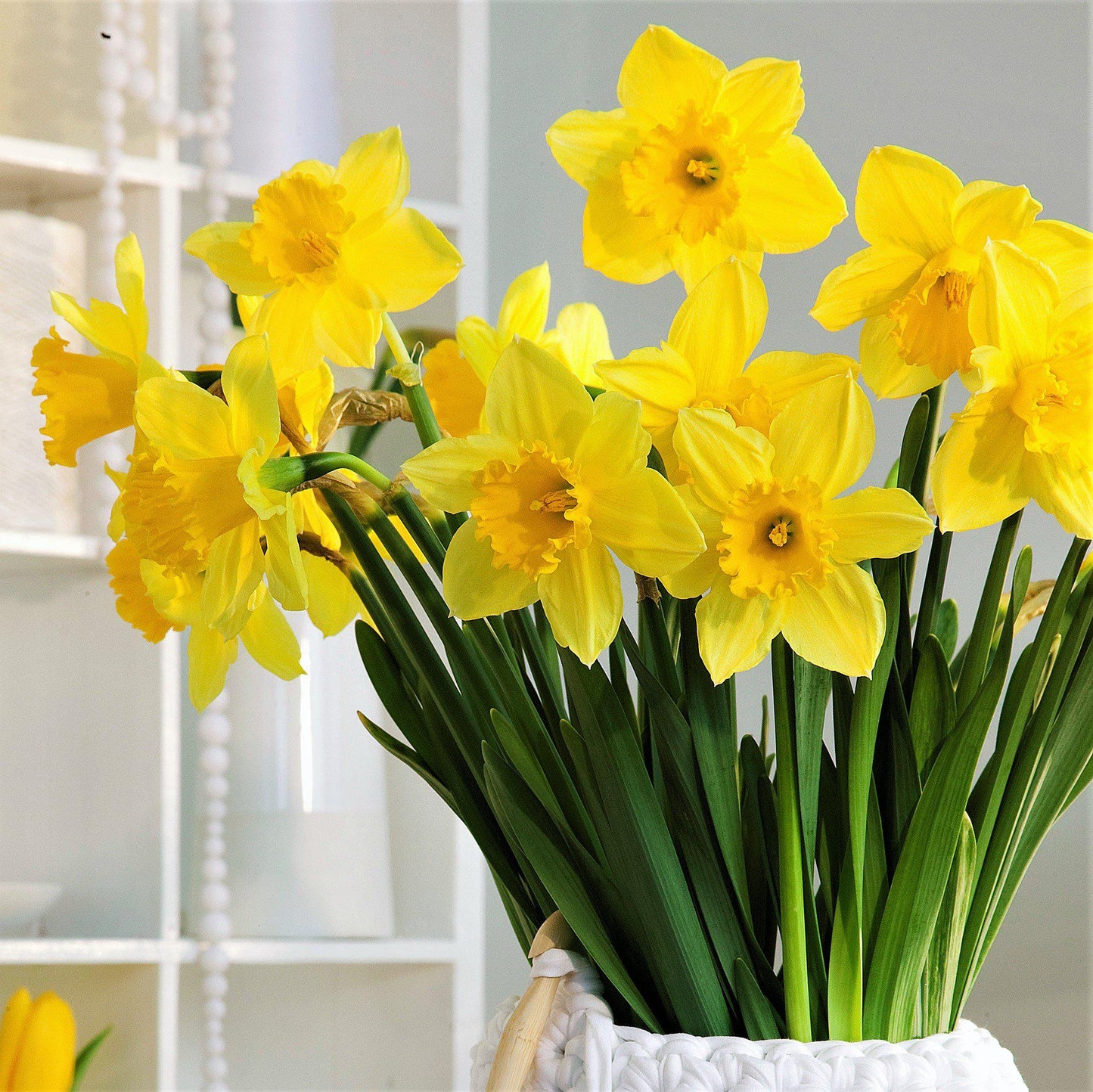 Carlton Daffodil - PreOrder