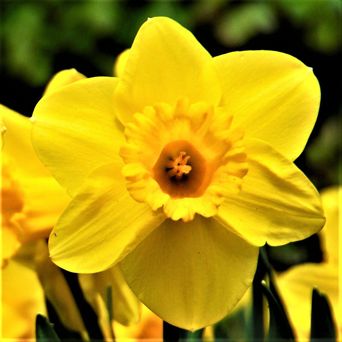Carlton Daffodil - PreOrder