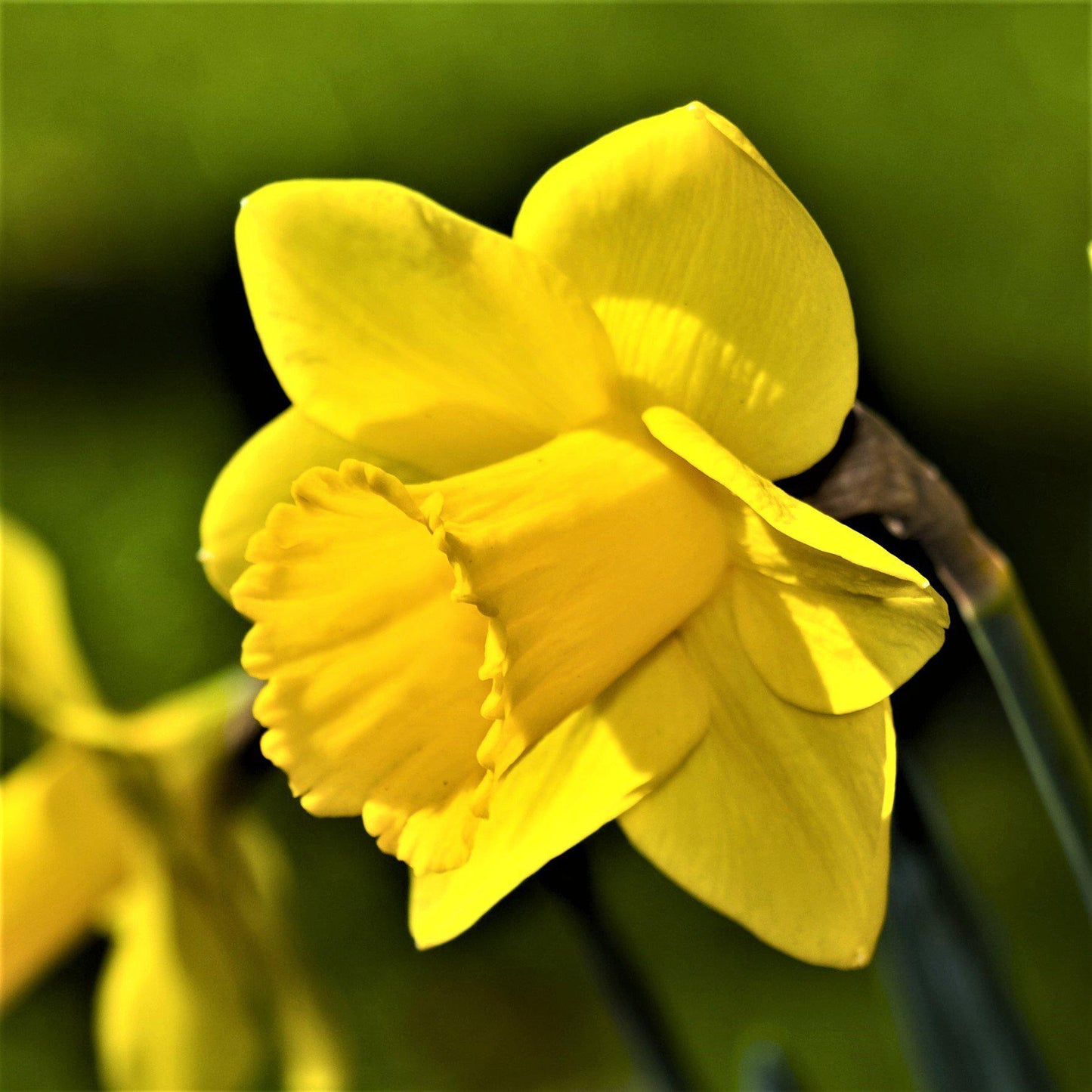 Carlton Daffodil - PreOrder