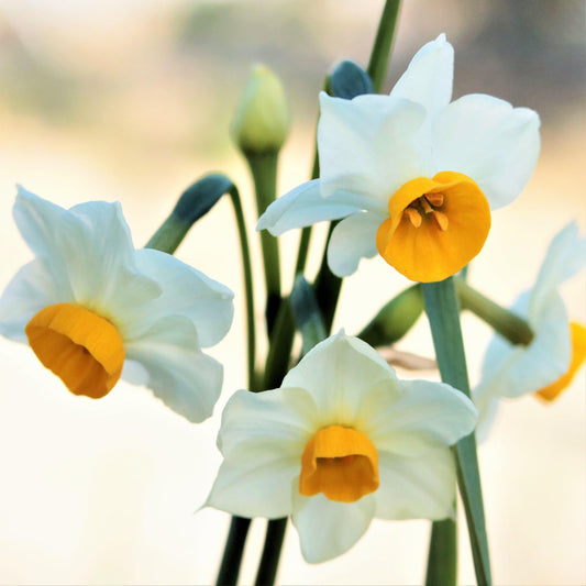 Narcissus - Daffodil Chinese Sacred Lily