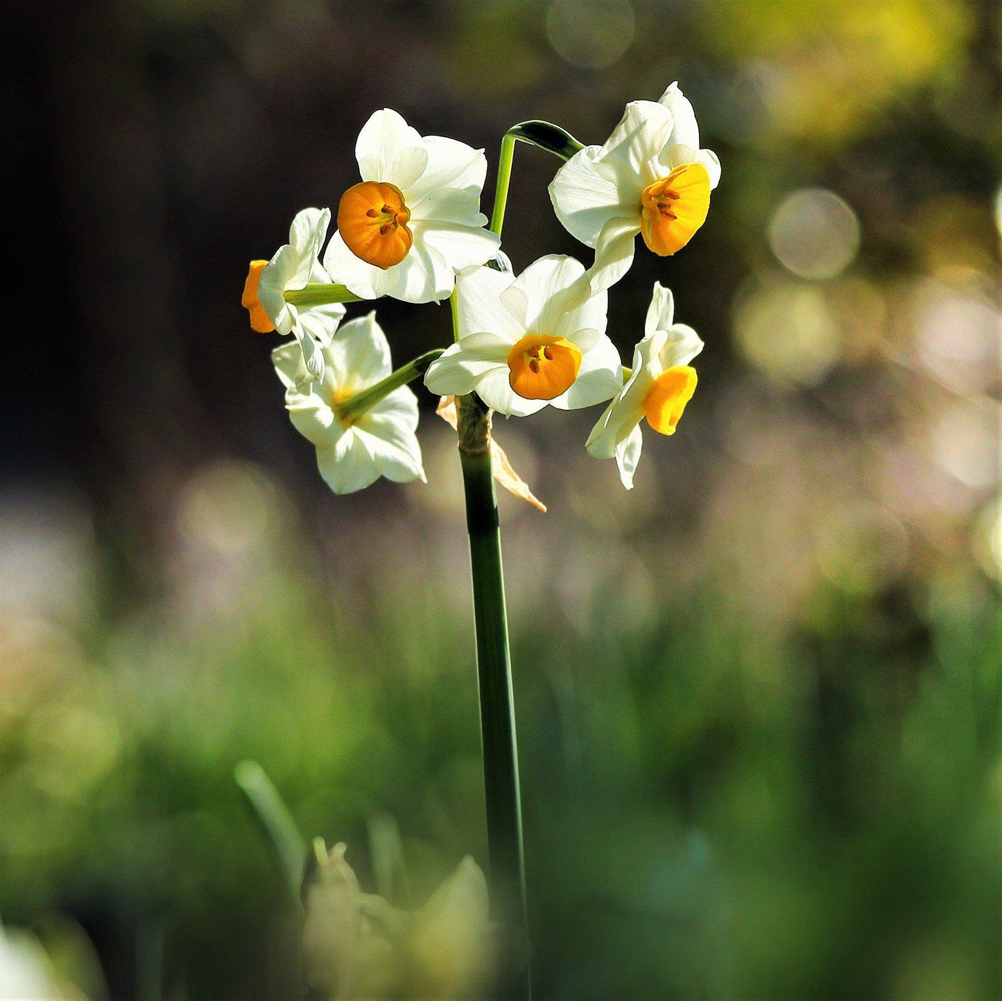 Narcissus - Daffodil Chinese Sacred Lily