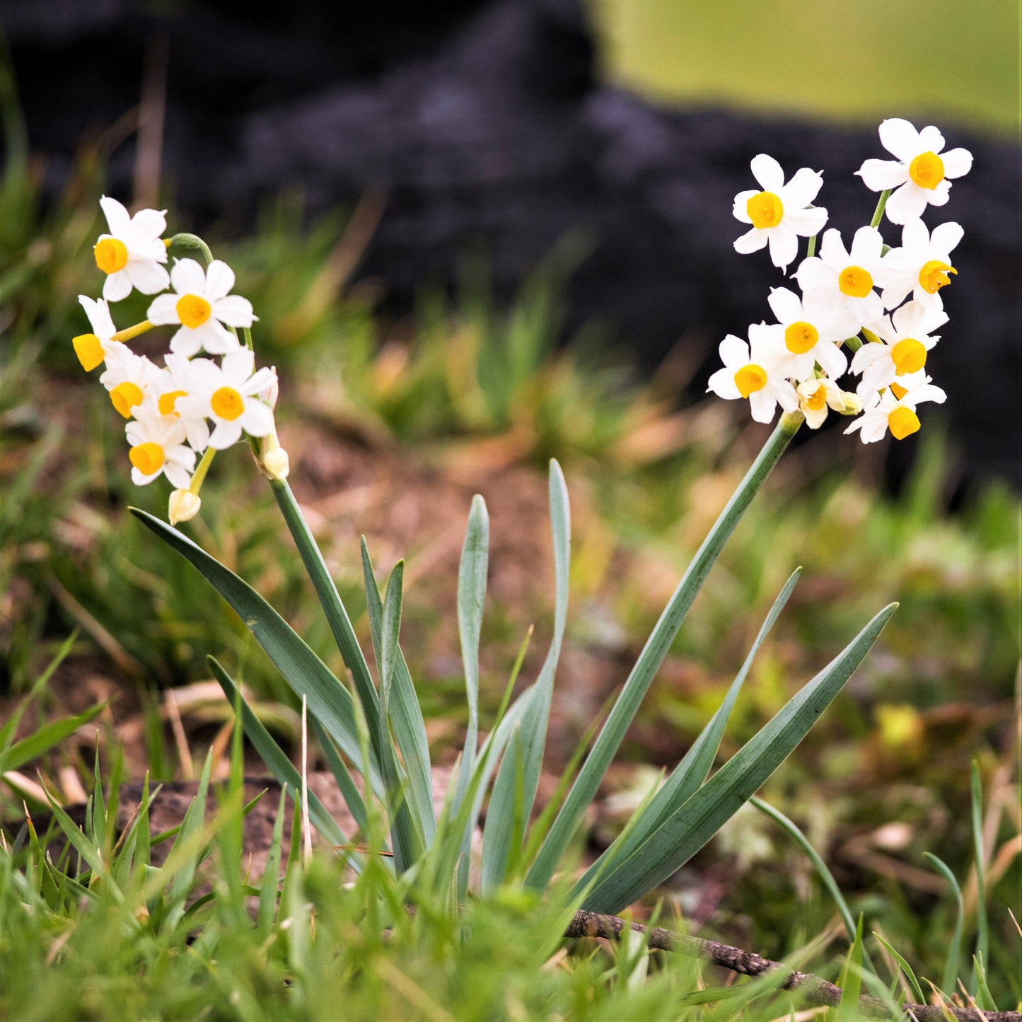Narcissus - Daffodil Chinese Sacred Lily