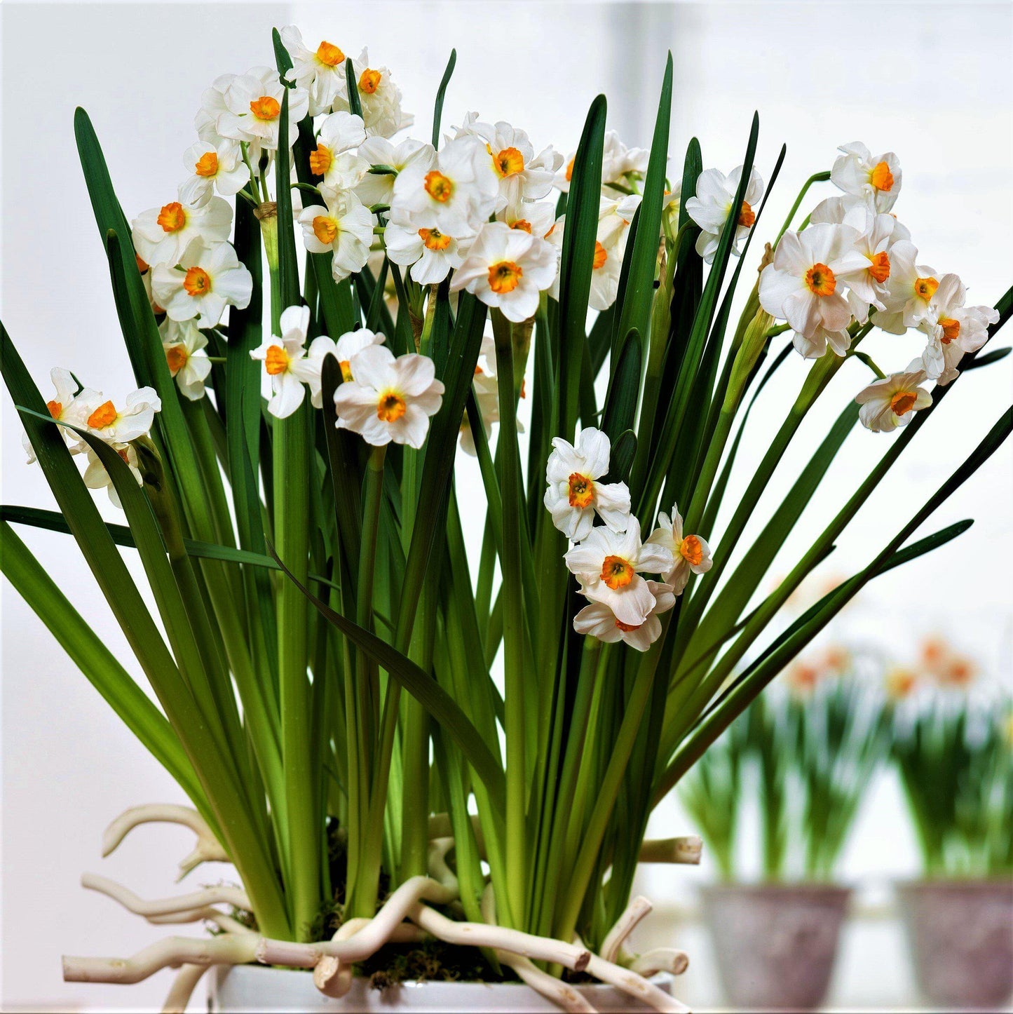 Narcissus - Daffodil Geranium