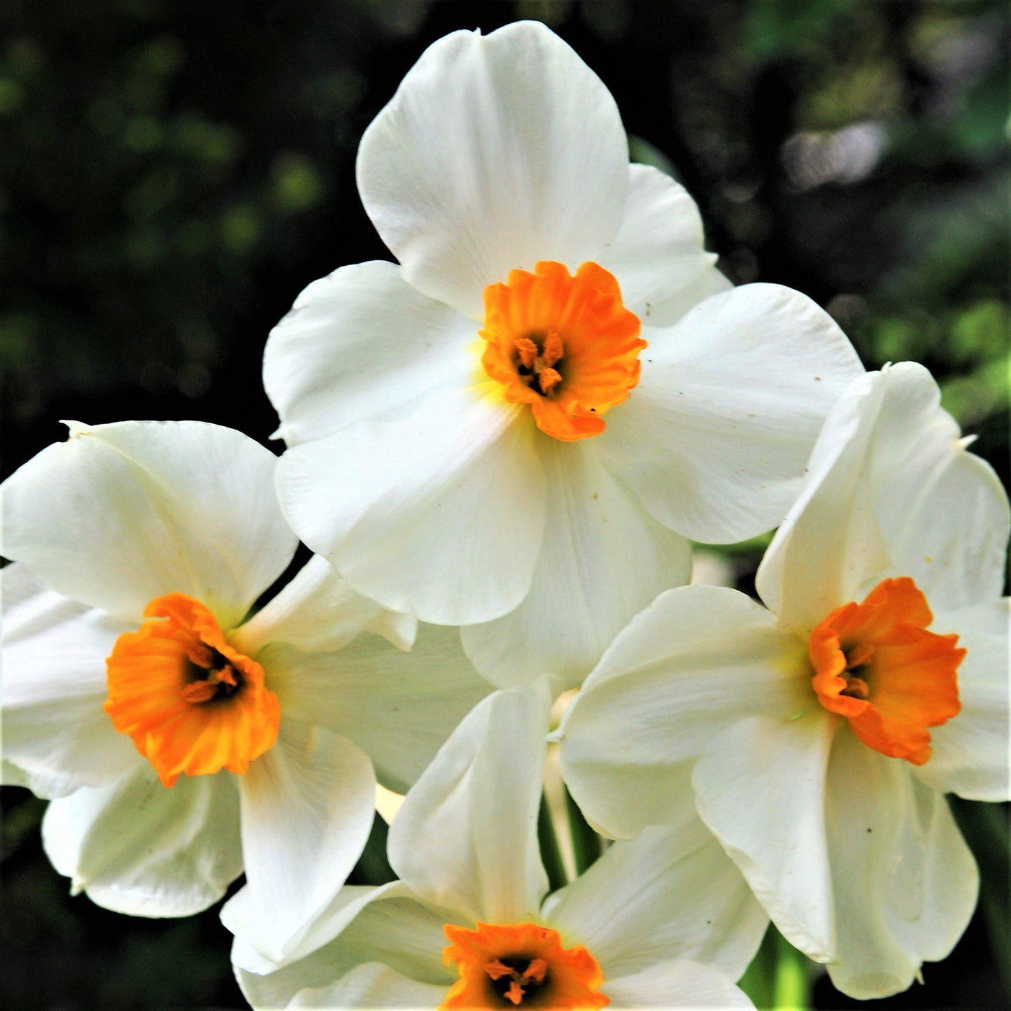 Narcissus - Daffodil Geranium