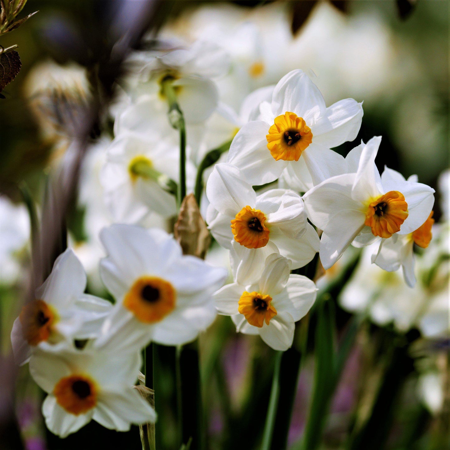 Narcissus - Daffodil Geranium