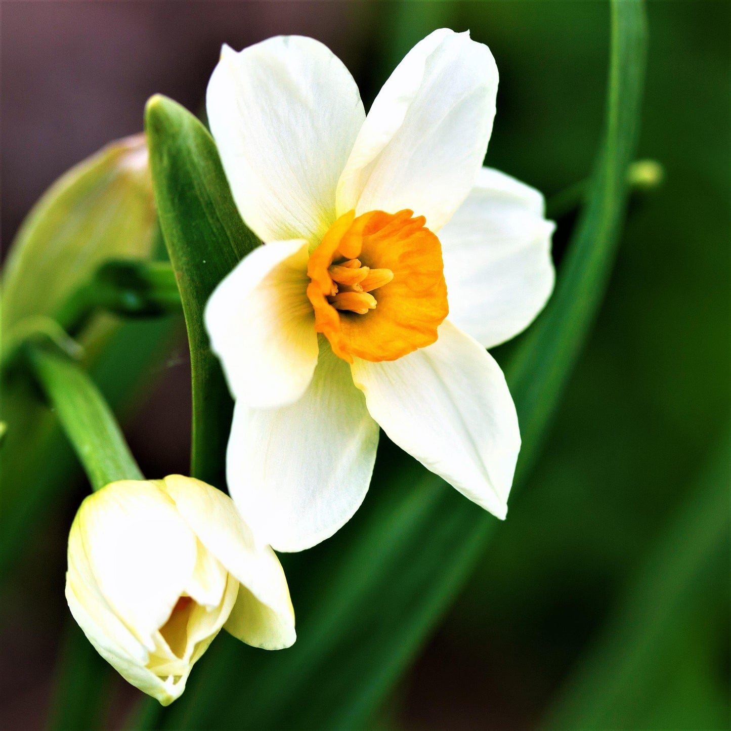 Narcissus - Daffodil Geranium