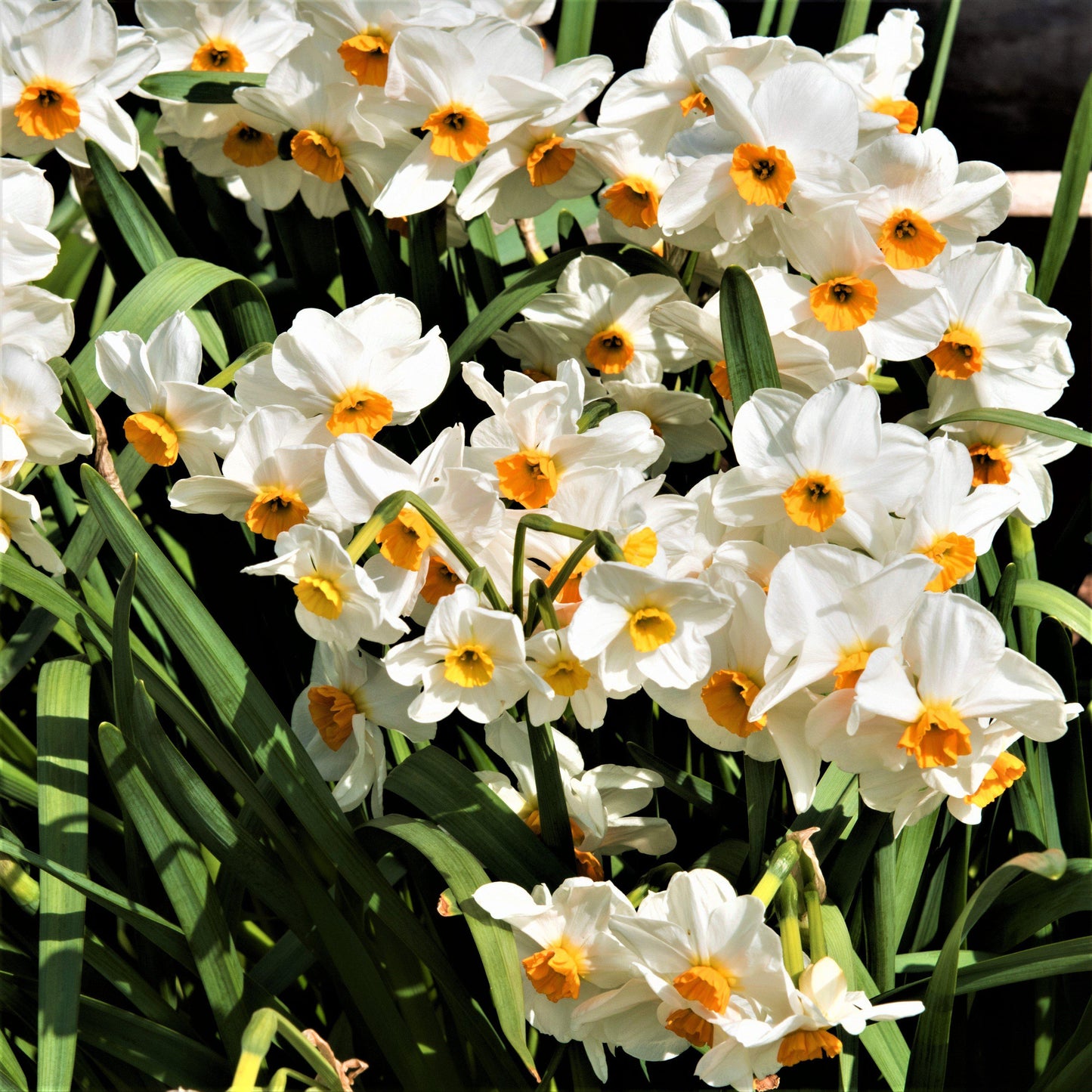 Narcissus - Daffodil Geranium