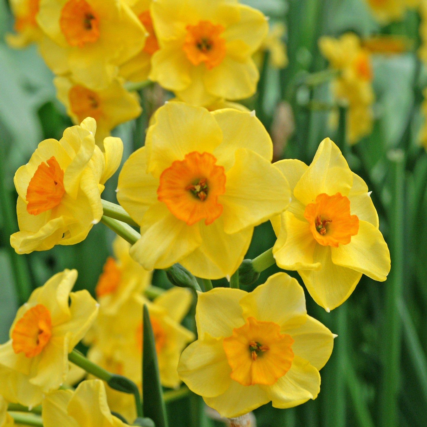 Narcissus - Daffodil Golden Dawn
