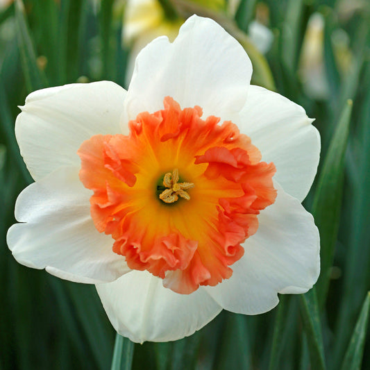 Precocious Daffodil