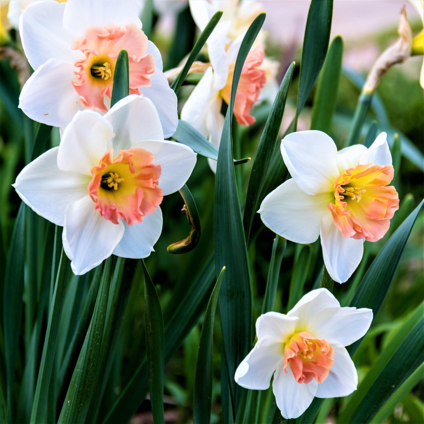 Precocious Daffodil - PreOrder