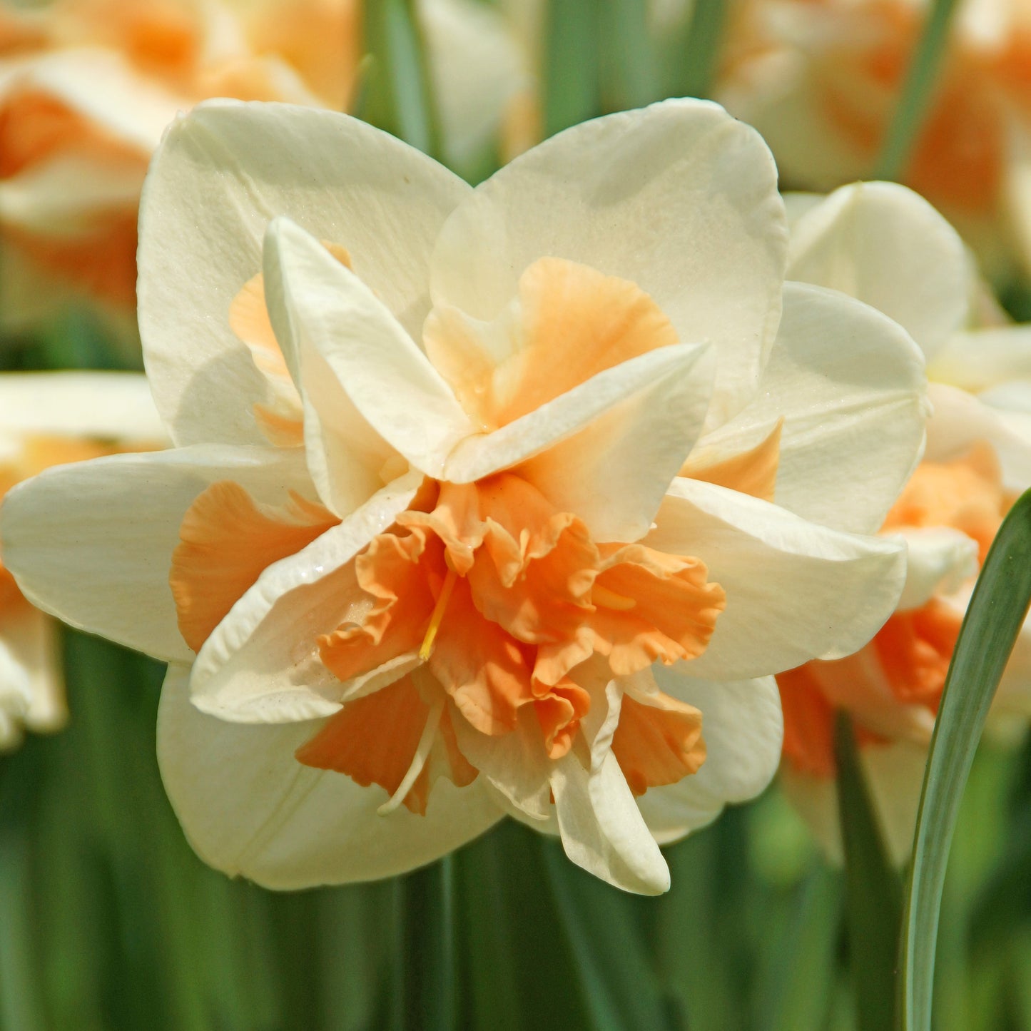 Narcissus - Daffodil Fluffy Doubles Mix