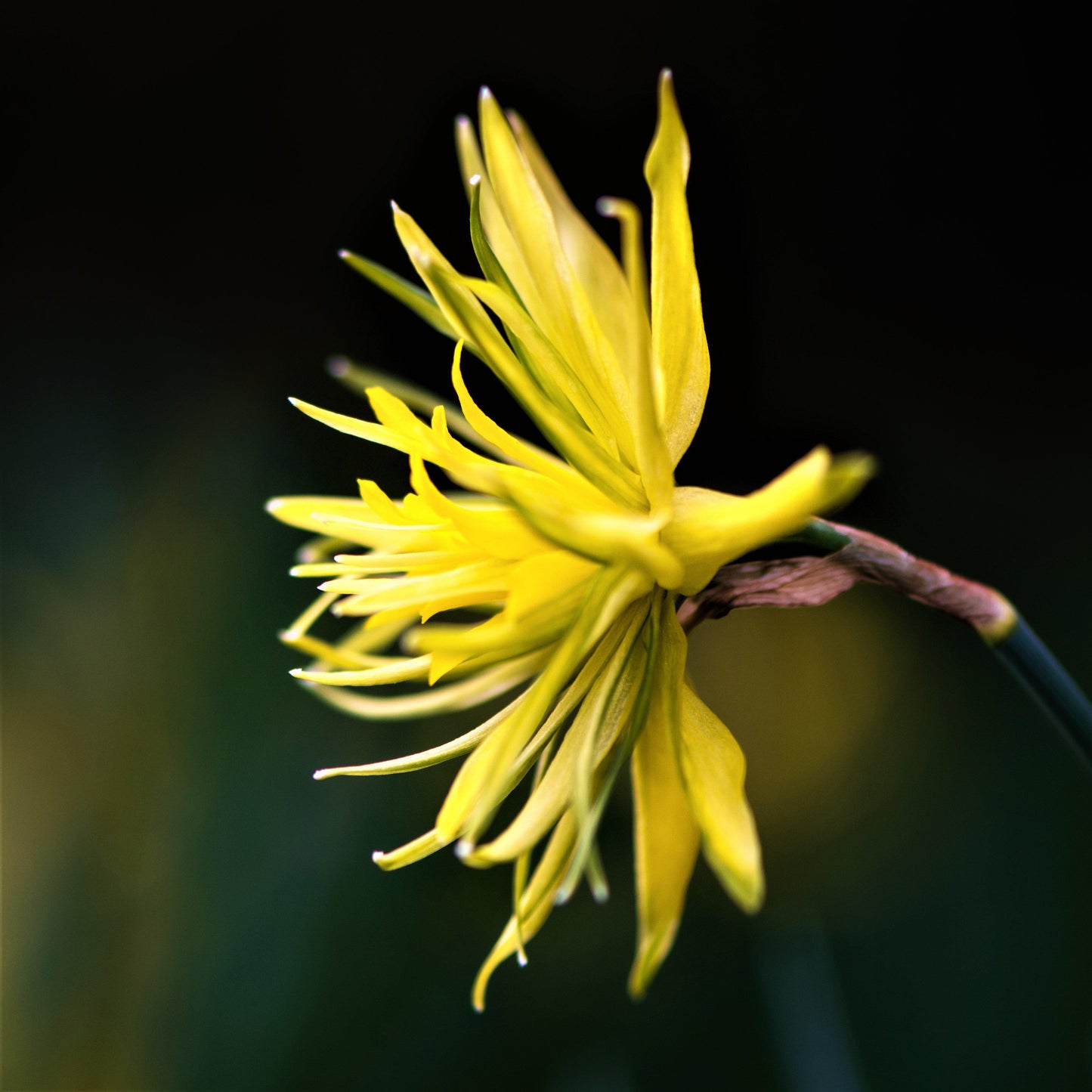 Rip Van Winkle Daffodil - PreOrder