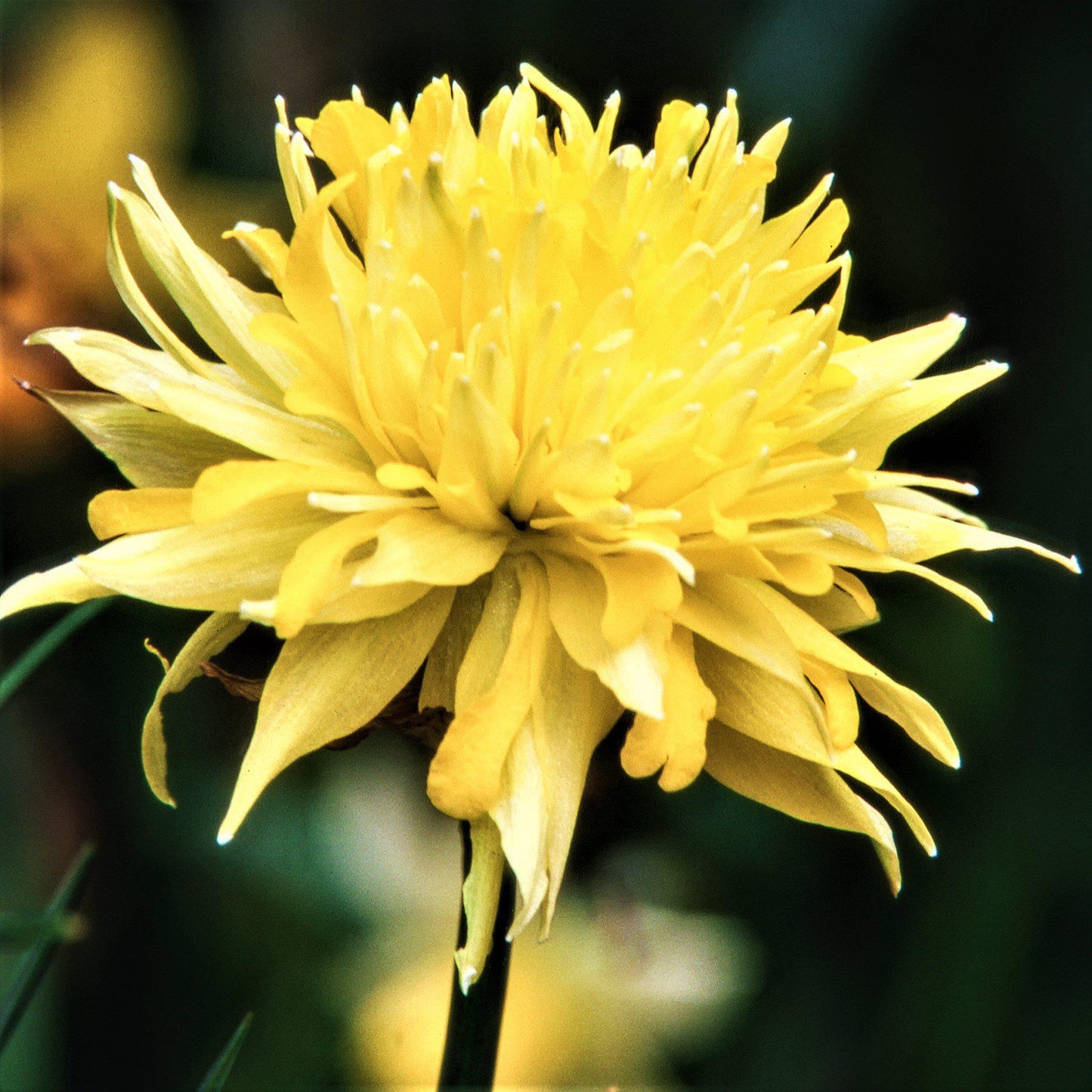 Rip Van Winkle Daffodil - PreOrder