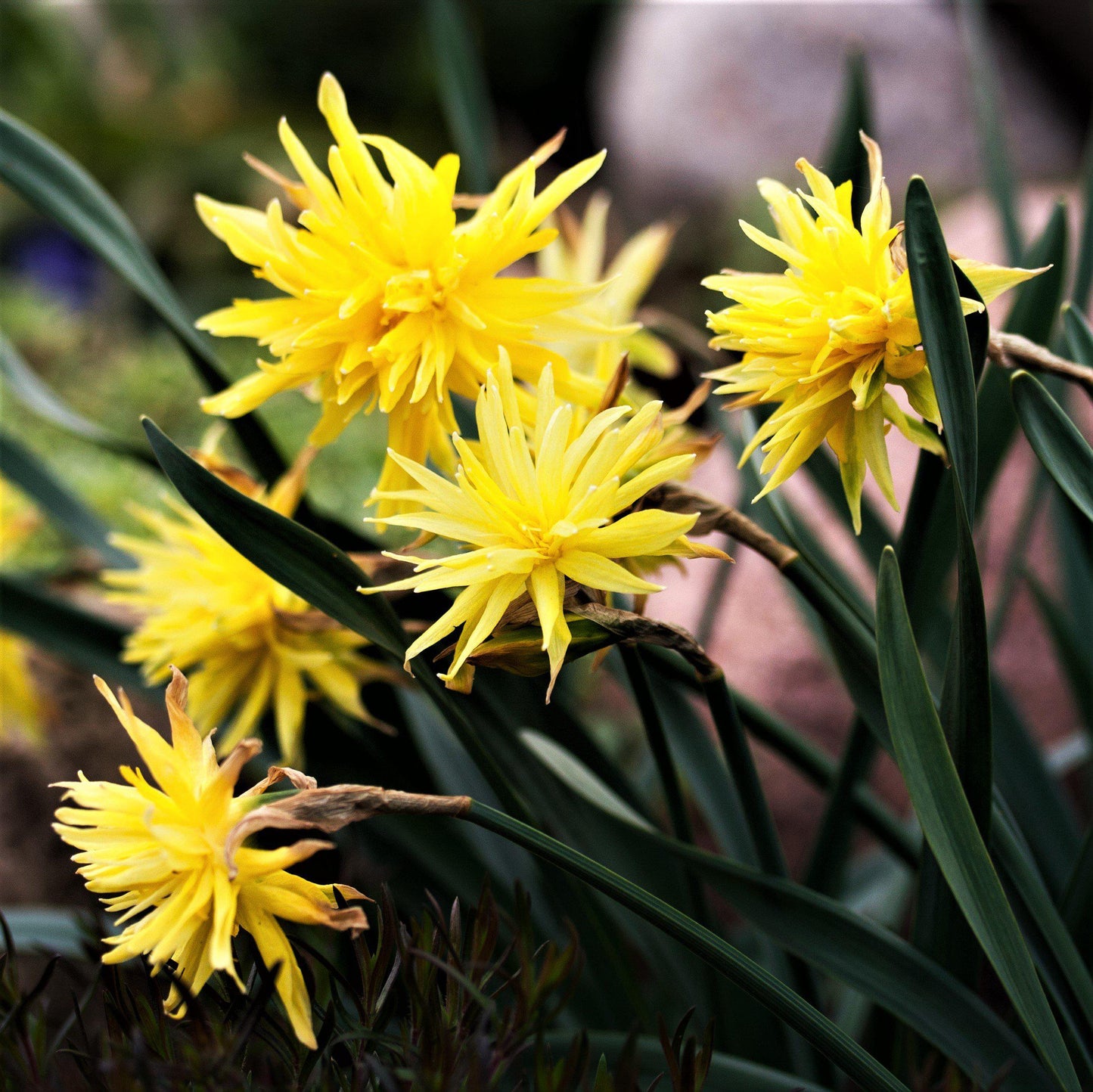 Rip Van Winkle Daffodil - PreOrder