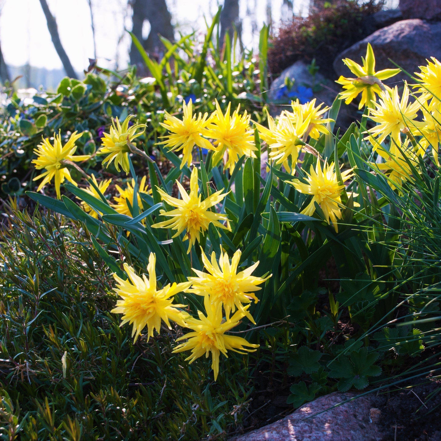 Rip Van Winkle Daffodil - PreOrder