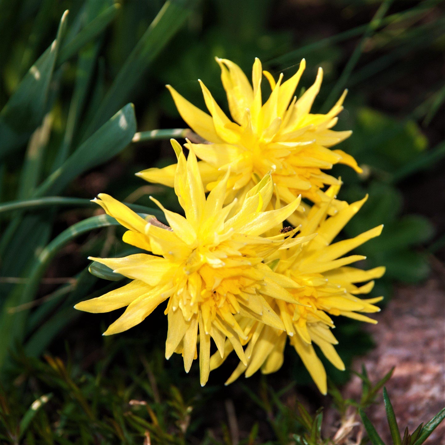 Rip Van Winkle Daffodil - PreOrder