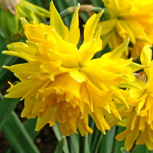 Rip Van Winkle Daffodil - PreOrder
