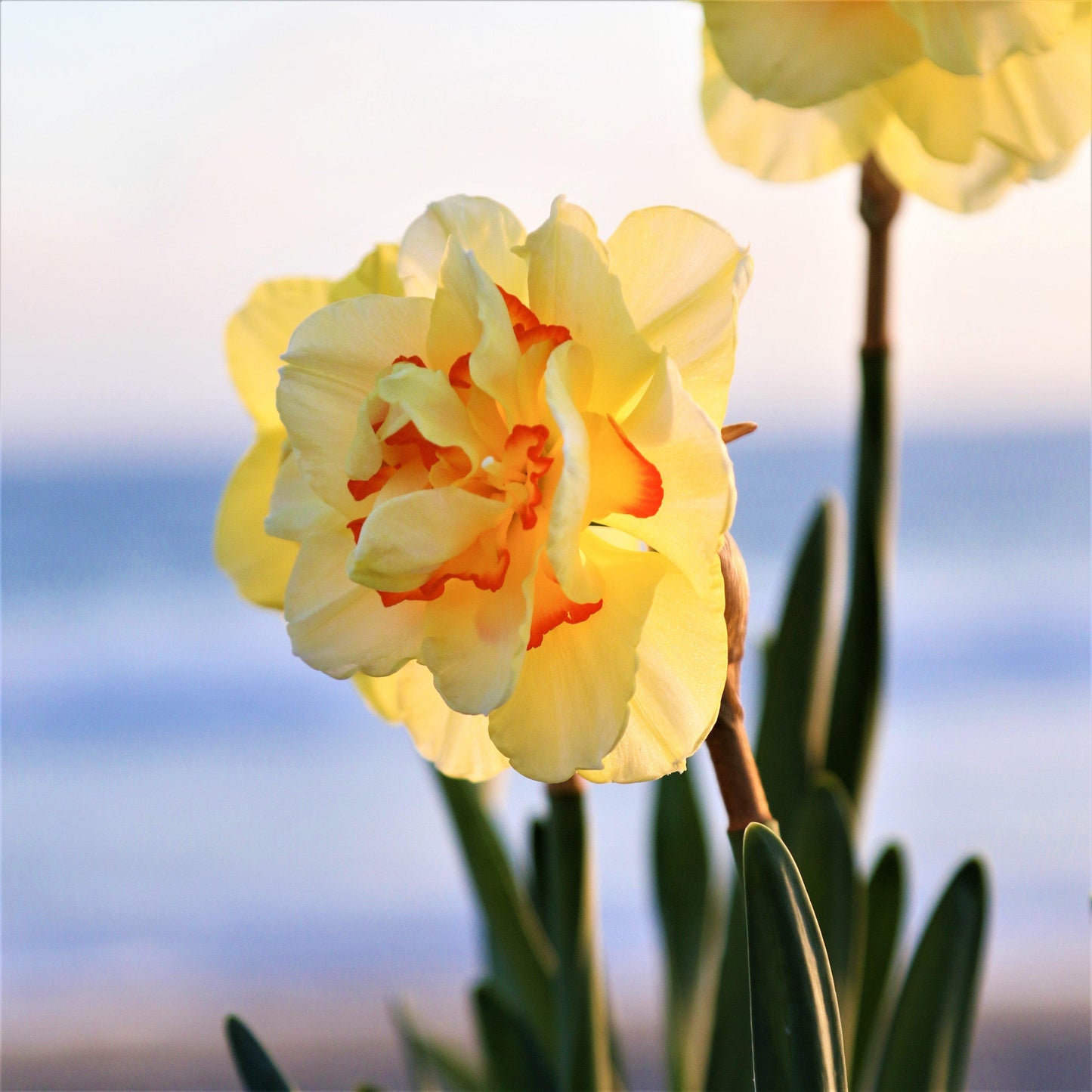 Tahiti Daffodil - PreOrder