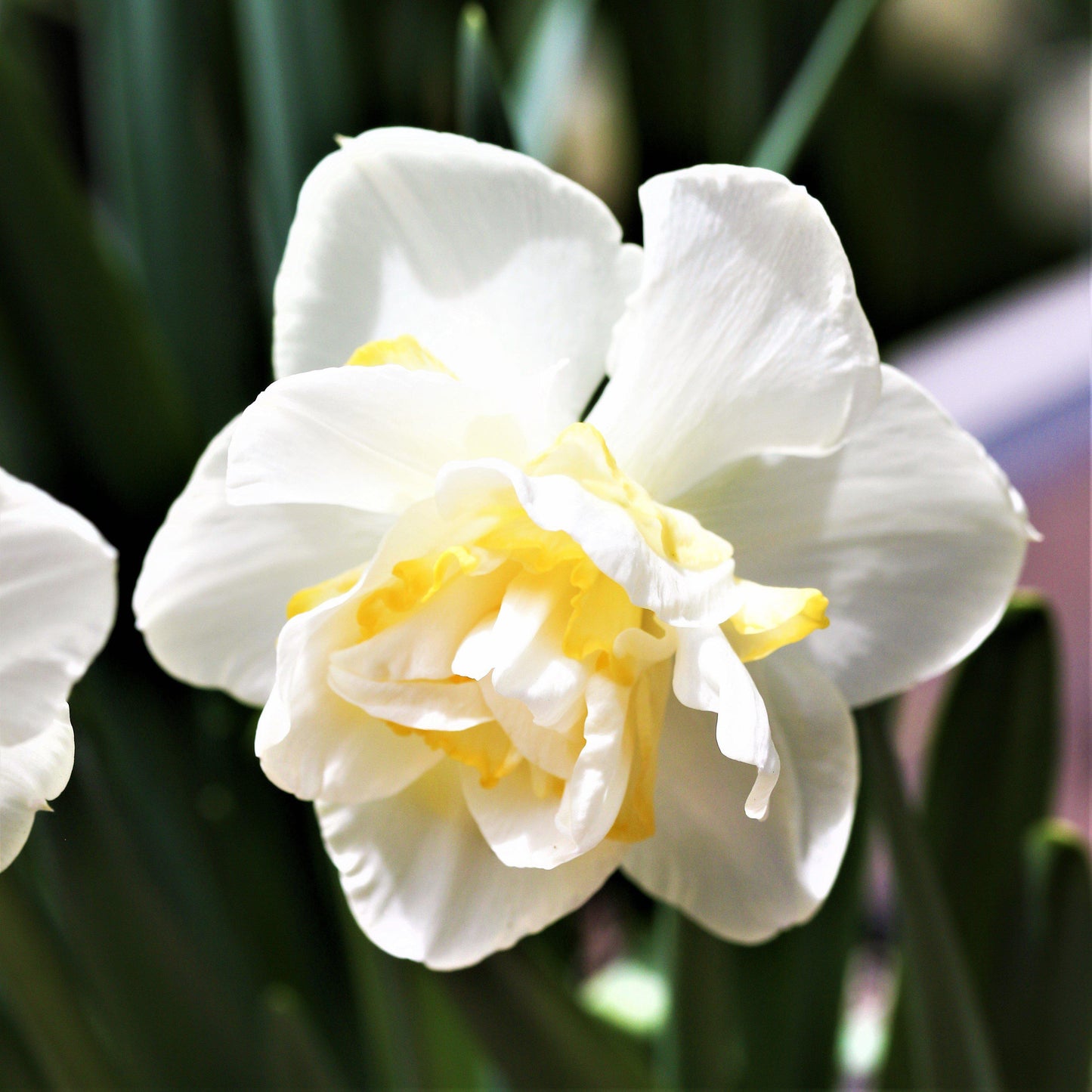 White Lion Daffodil - PreOrder