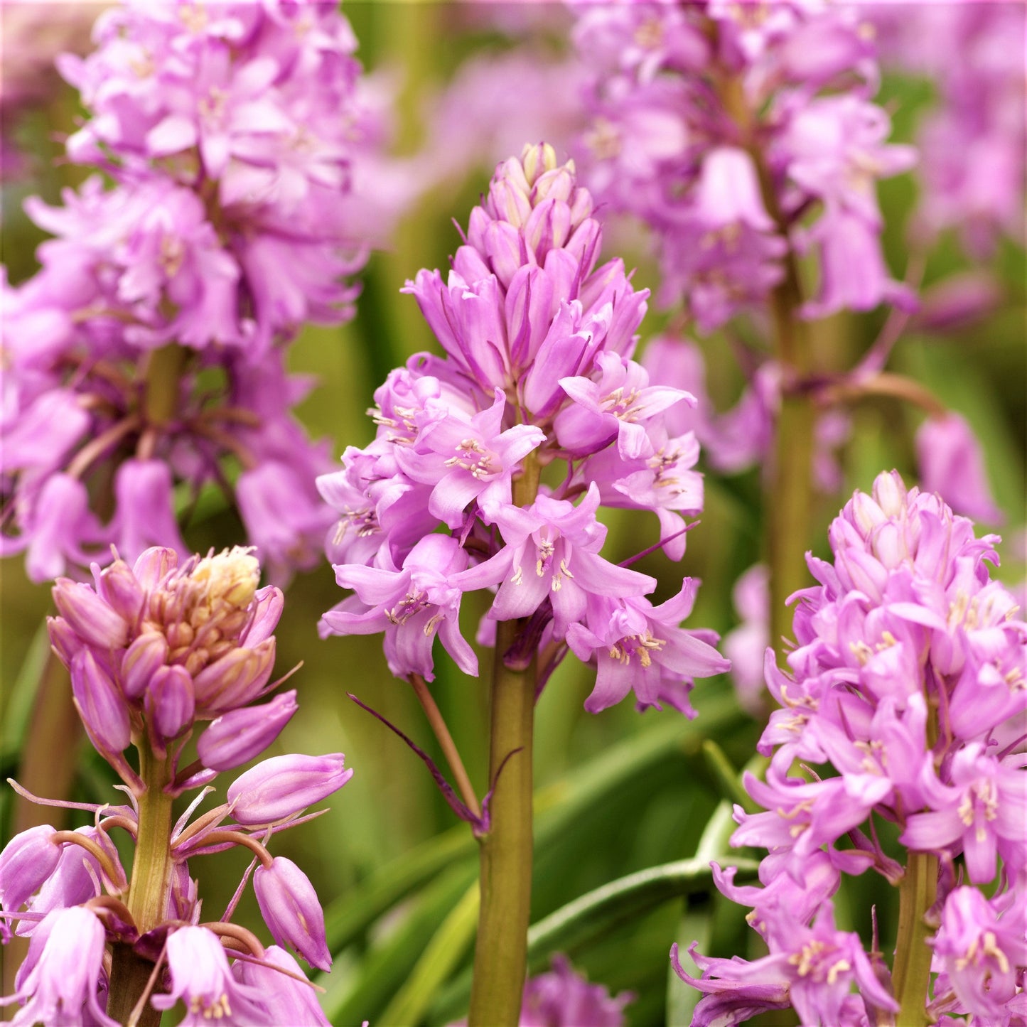 Spanish Bluebells - Hyacinthoides Mix