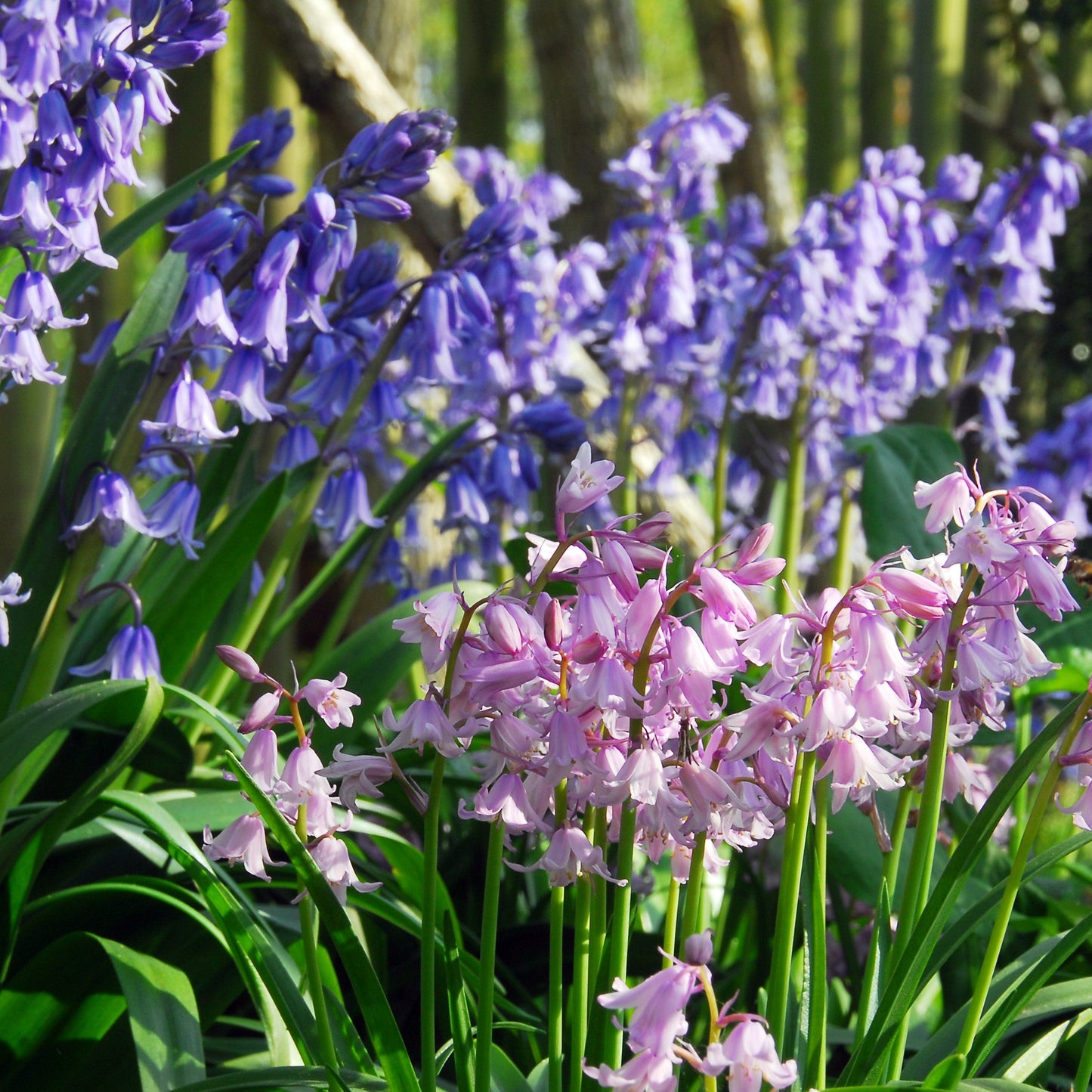 Spanish Bluebells - Hyacinthoides Mix