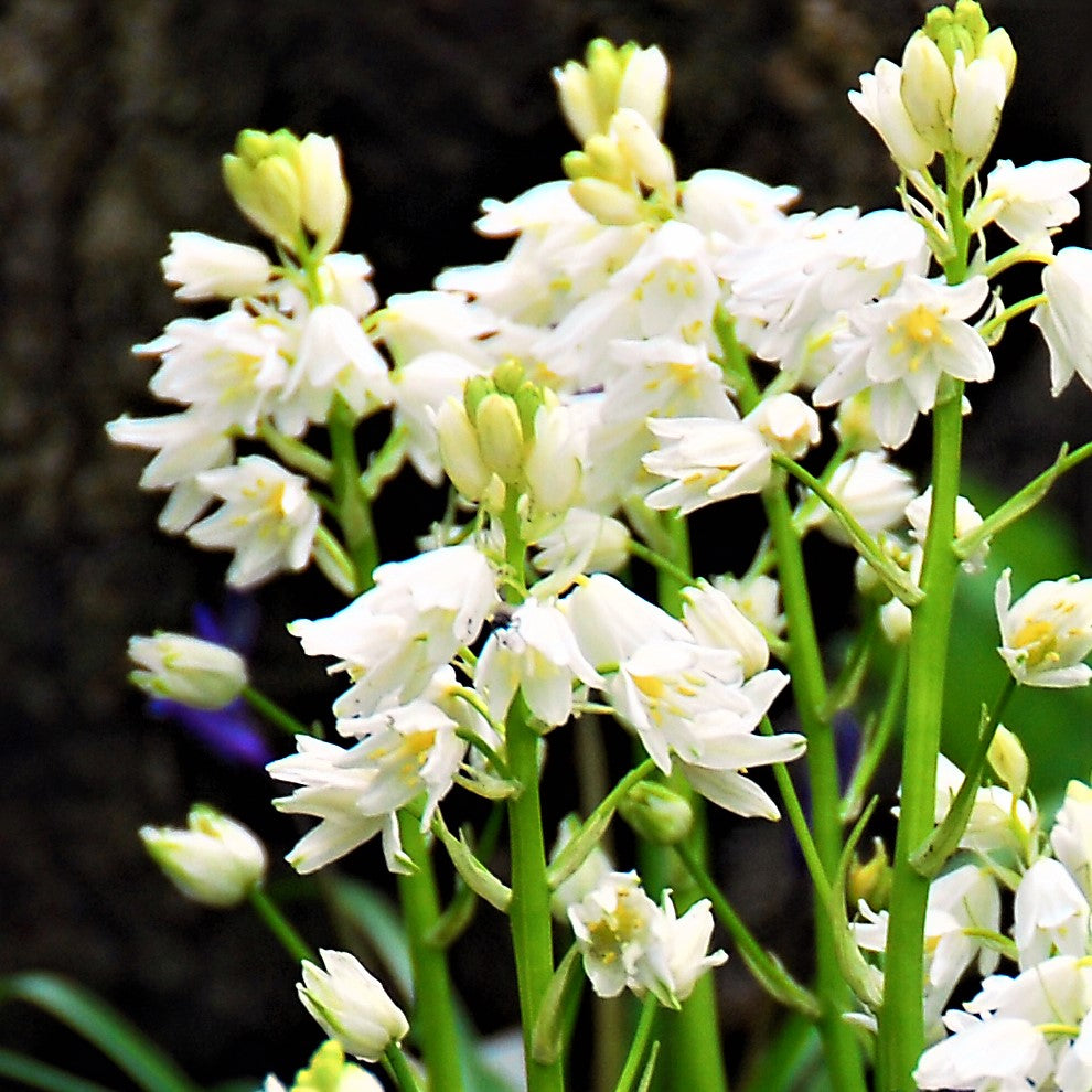 Spanish Bluebells - Hyacinthoides Mix