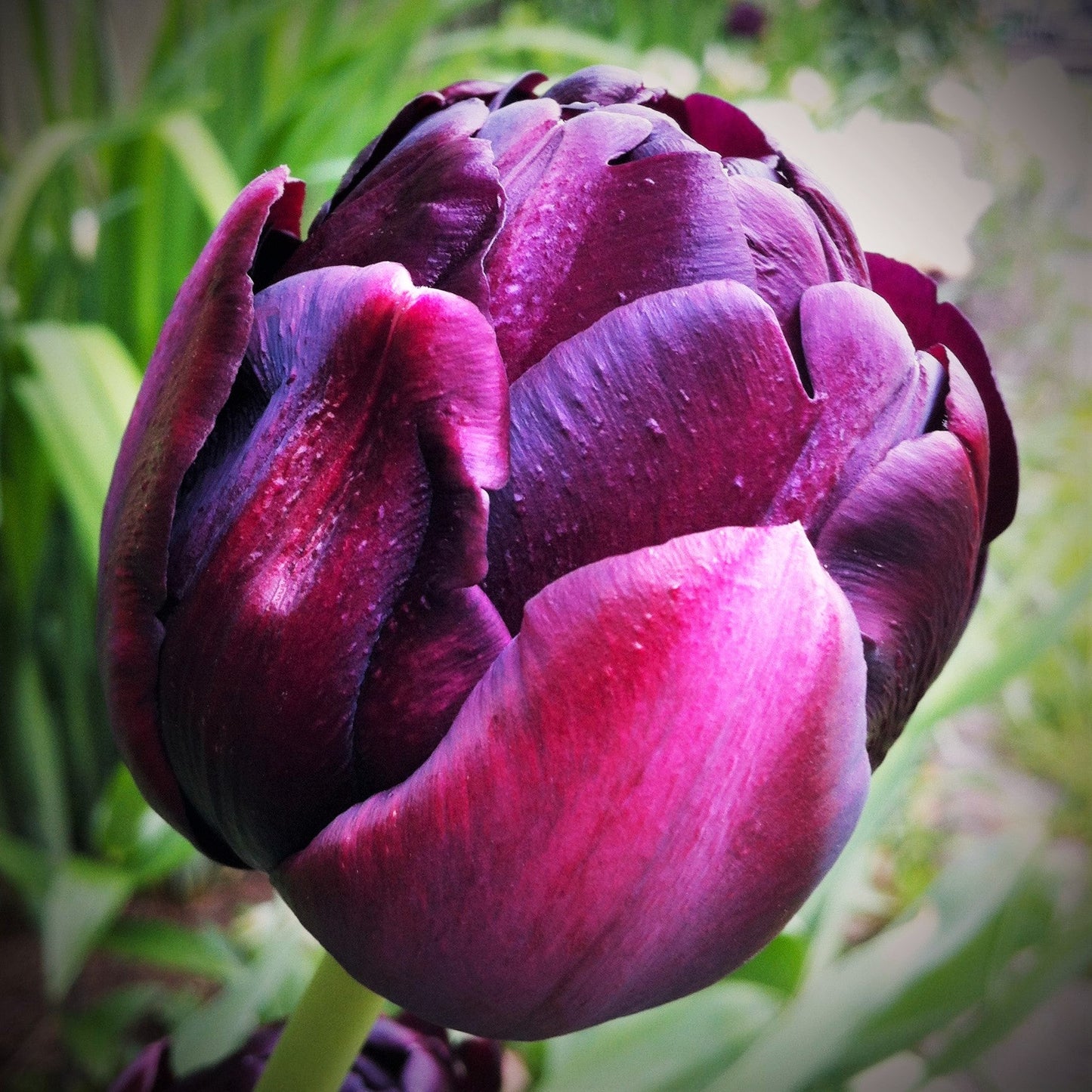 Tulip - Black Hero